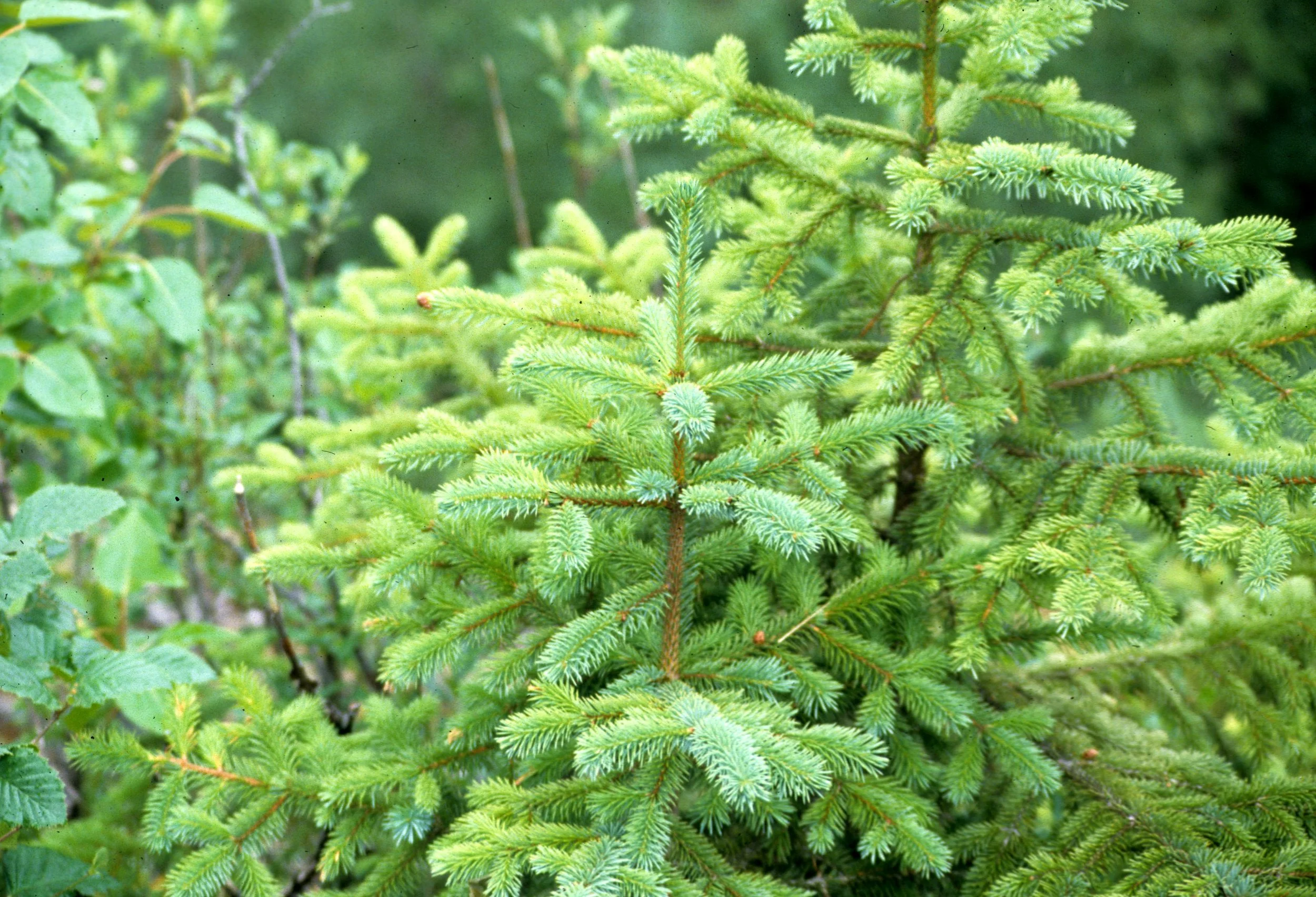 ALASKA - BLACK SPRUCE.jpg