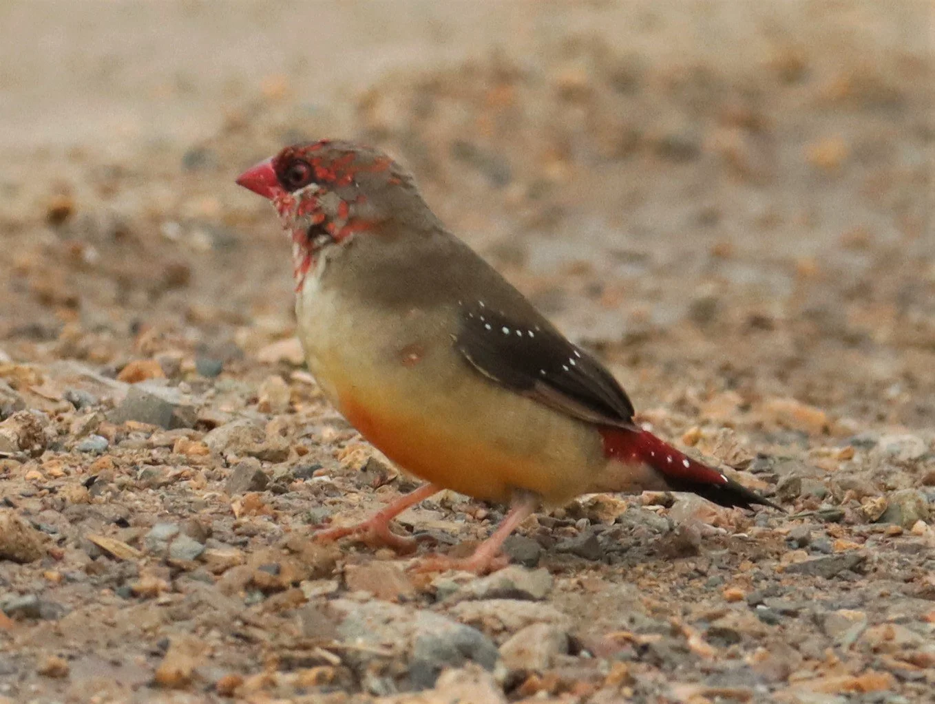RED AVADAVAT - Amandava amandava - THAP YAO RICE FIELDS LAT KRABANG (1).jpg