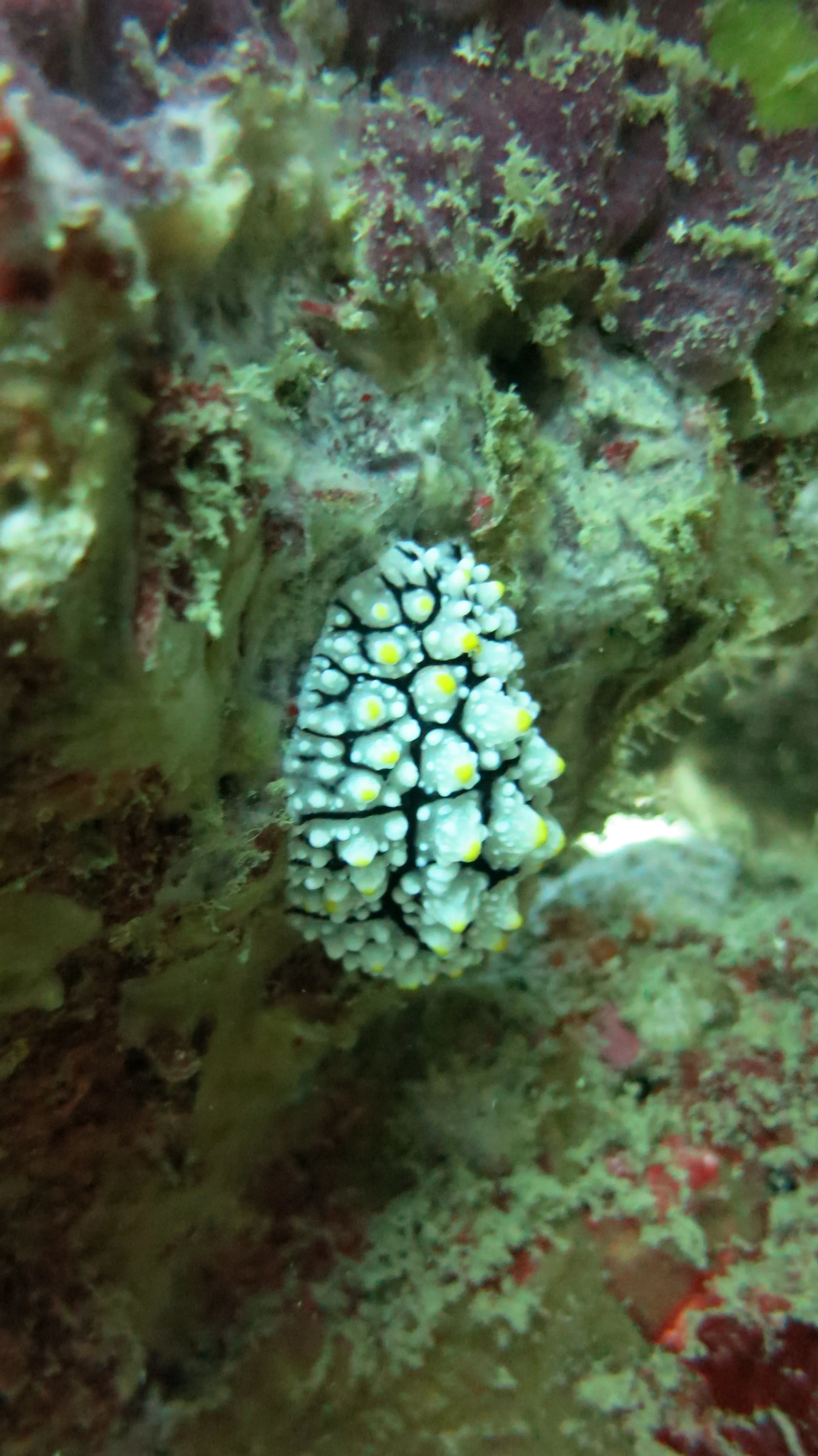 2016 BPS Satthahip Dive Trip with Marine Conservation Club (66).JPG