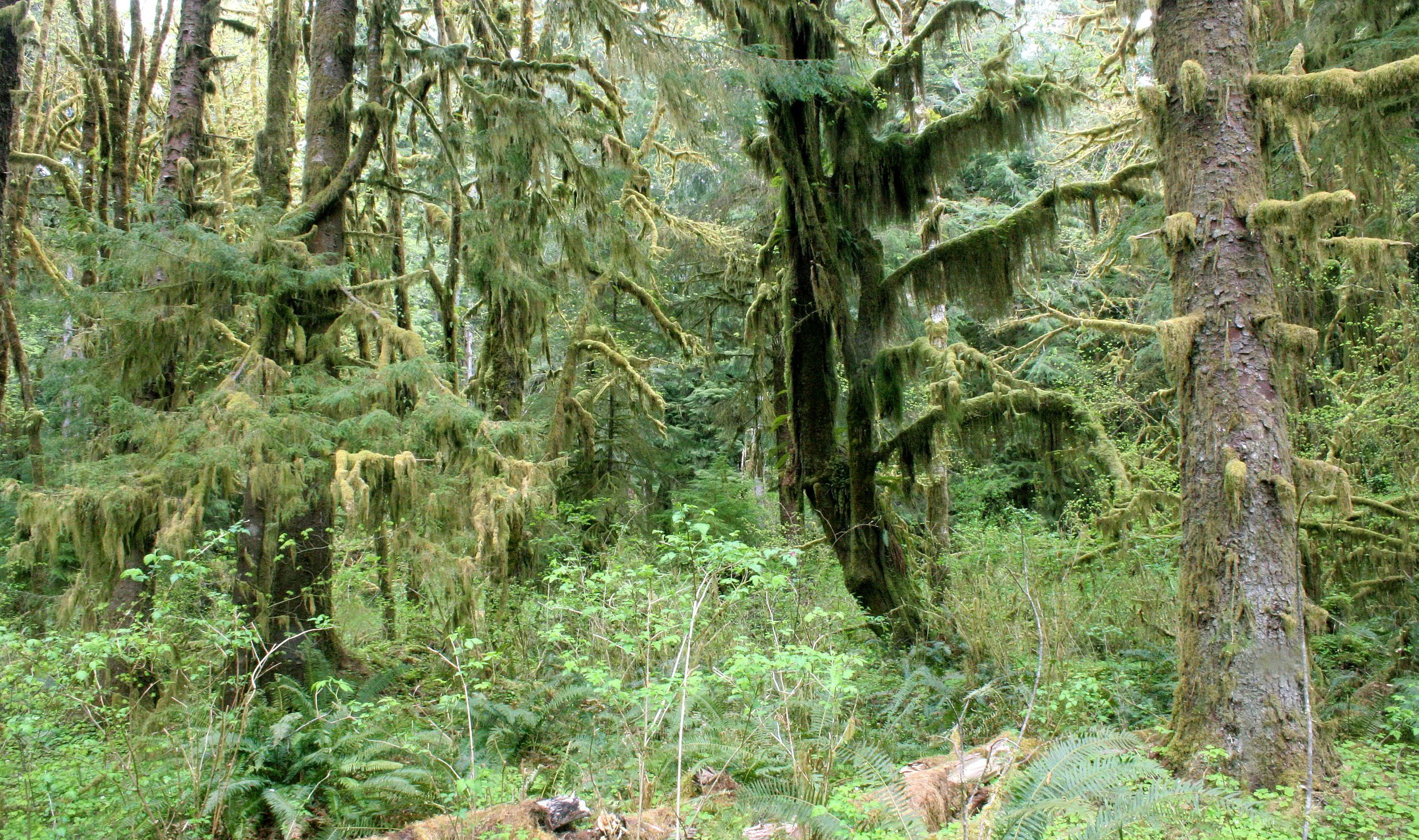 HOH RIVER VALLEY - HALL OF MOSSES (6).JPG