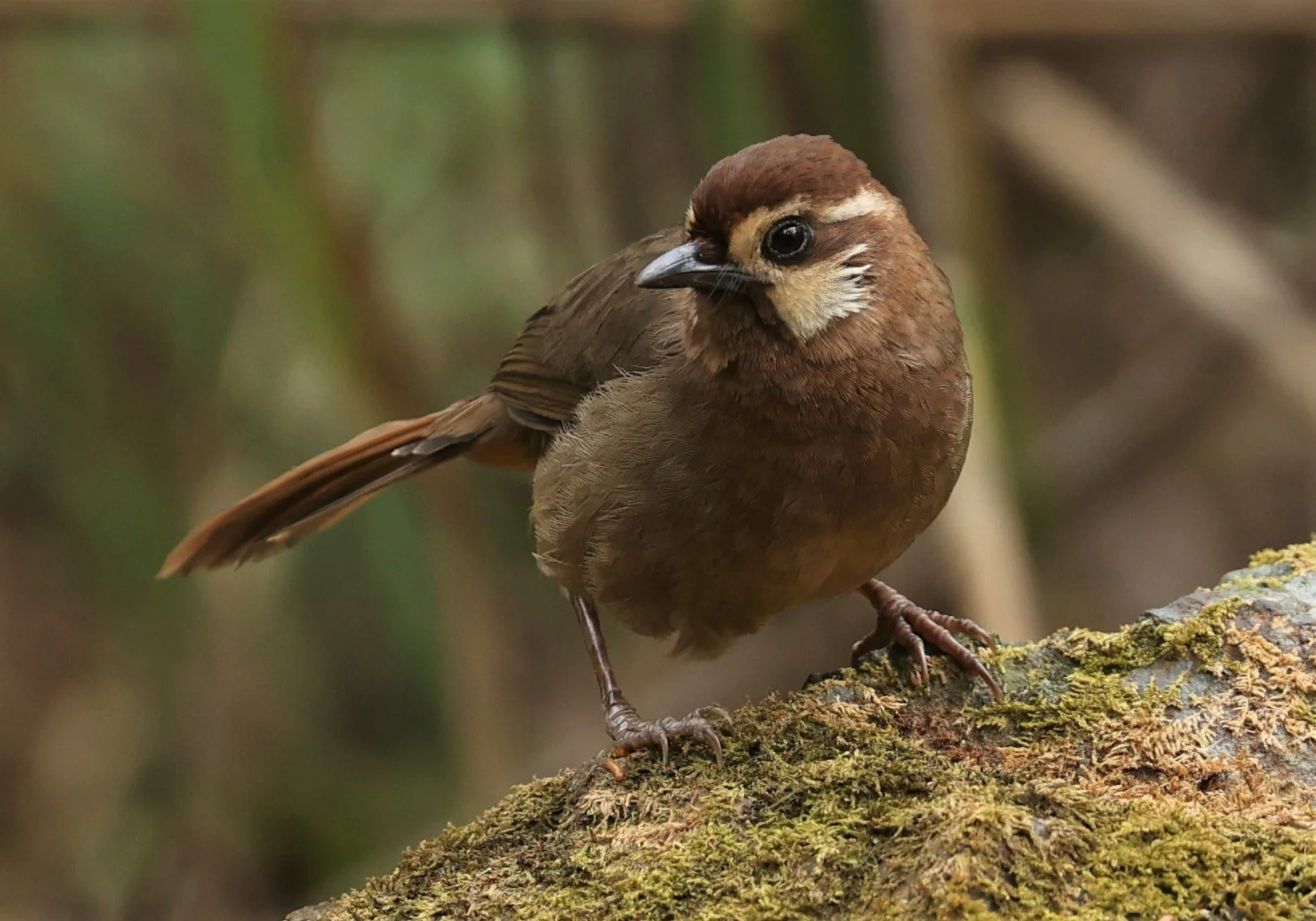 LAUGHINGTHRUSH - WHITE-BROWED LAUGHINGTHRUSH - Pterorhinus sannio - DOI SAN JU (DOI LANG WEST) FEB 2022 (22).jpg