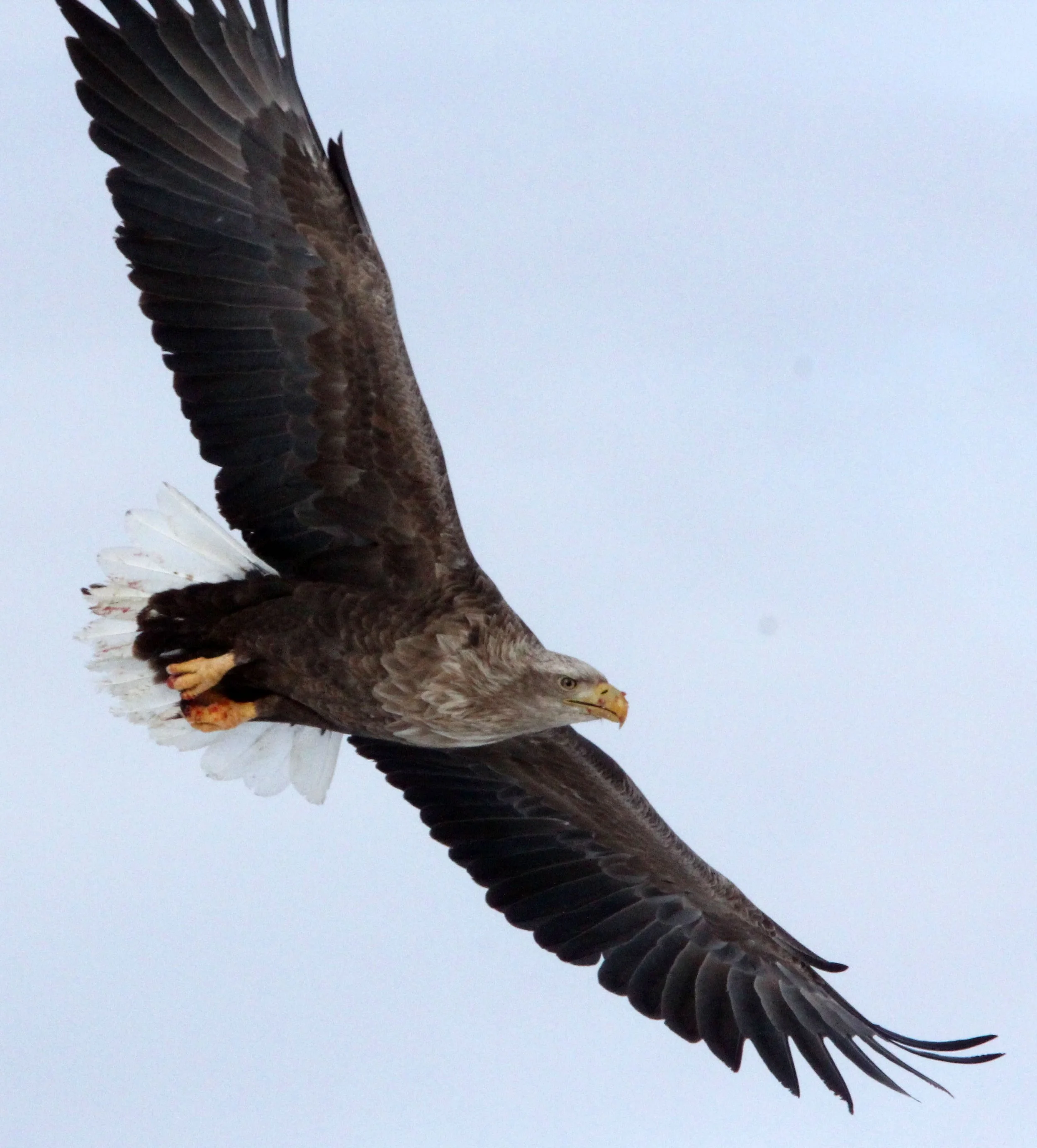 BIRD - EAGLE - WHITE-TAILED EAGLE - AKAN INTERNATIONAL CRANE CENTER - HOKKAIDO JAPAN (77).JPG