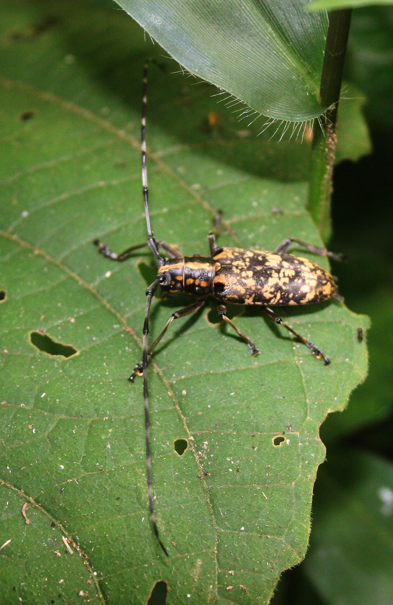 Epepeotes luscus - Huai Kha Khaeng, Thailand