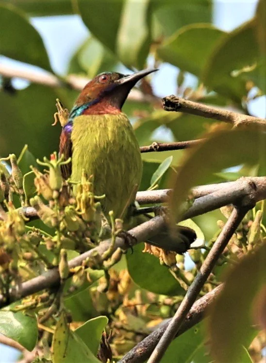 SUNBIRD - BROWN-THROATED SUNBIRD - Anthreptes malacensis - KRUNG CHING, KHAO LUANG NP NST, APRIL 2022 (35).jpg