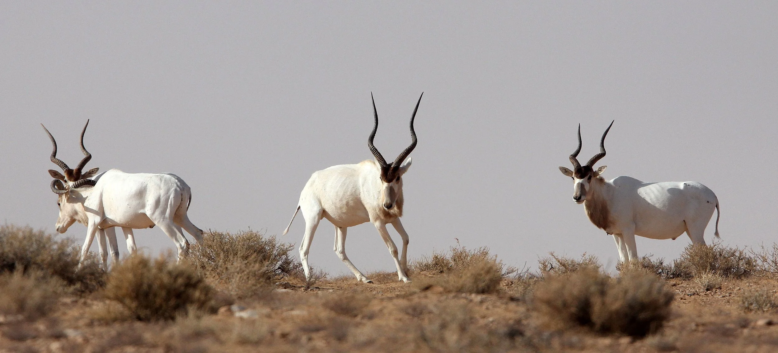 ADDAX - Addax nasomaculatus - JEBIL NATIONAL PARK TUNISIA (131).JPG