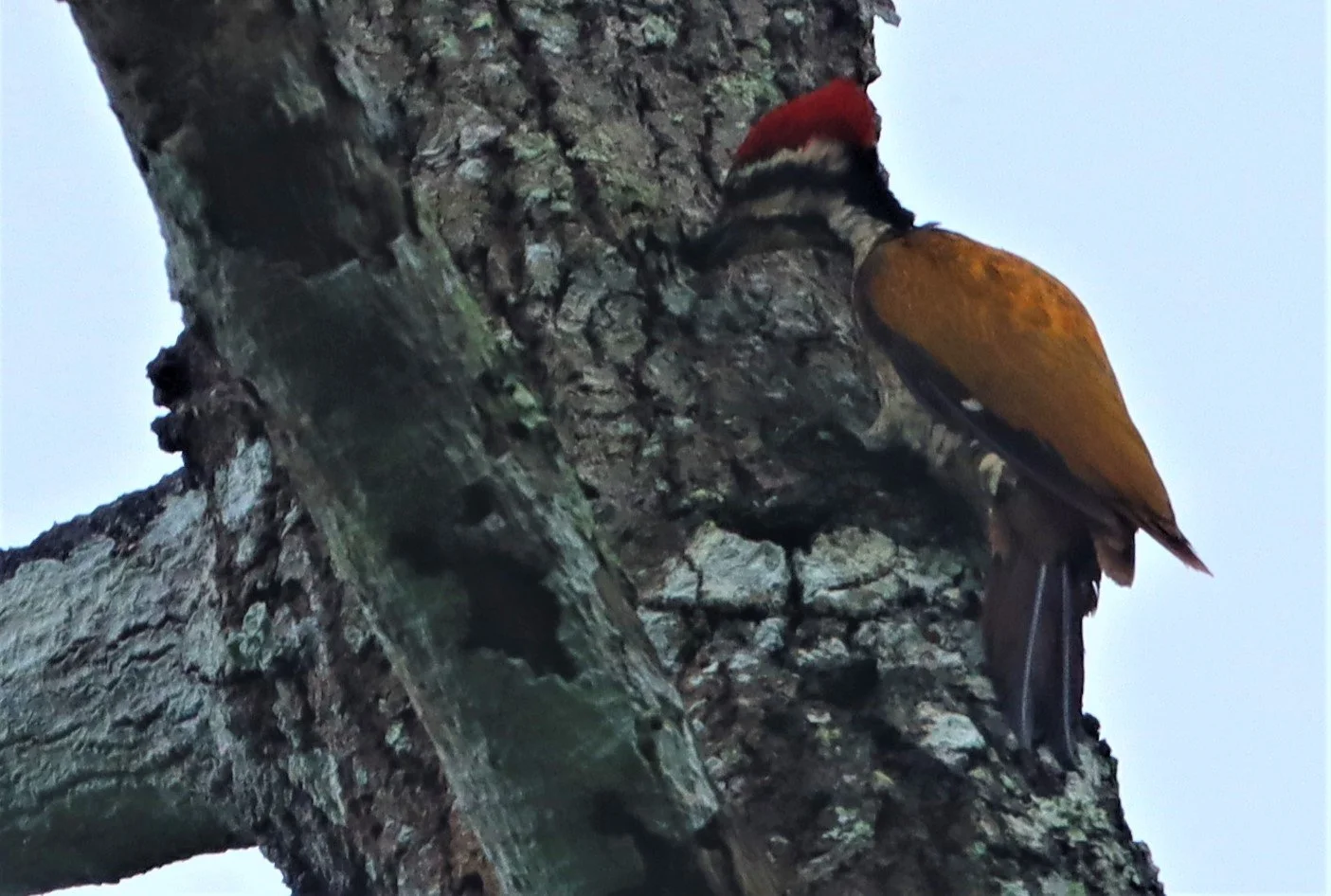 WOODPECKER - COMMON FLAMEBACK - Dinopium javenense - KAENG KRACHAN NATIONAL PARK (5).jpg
