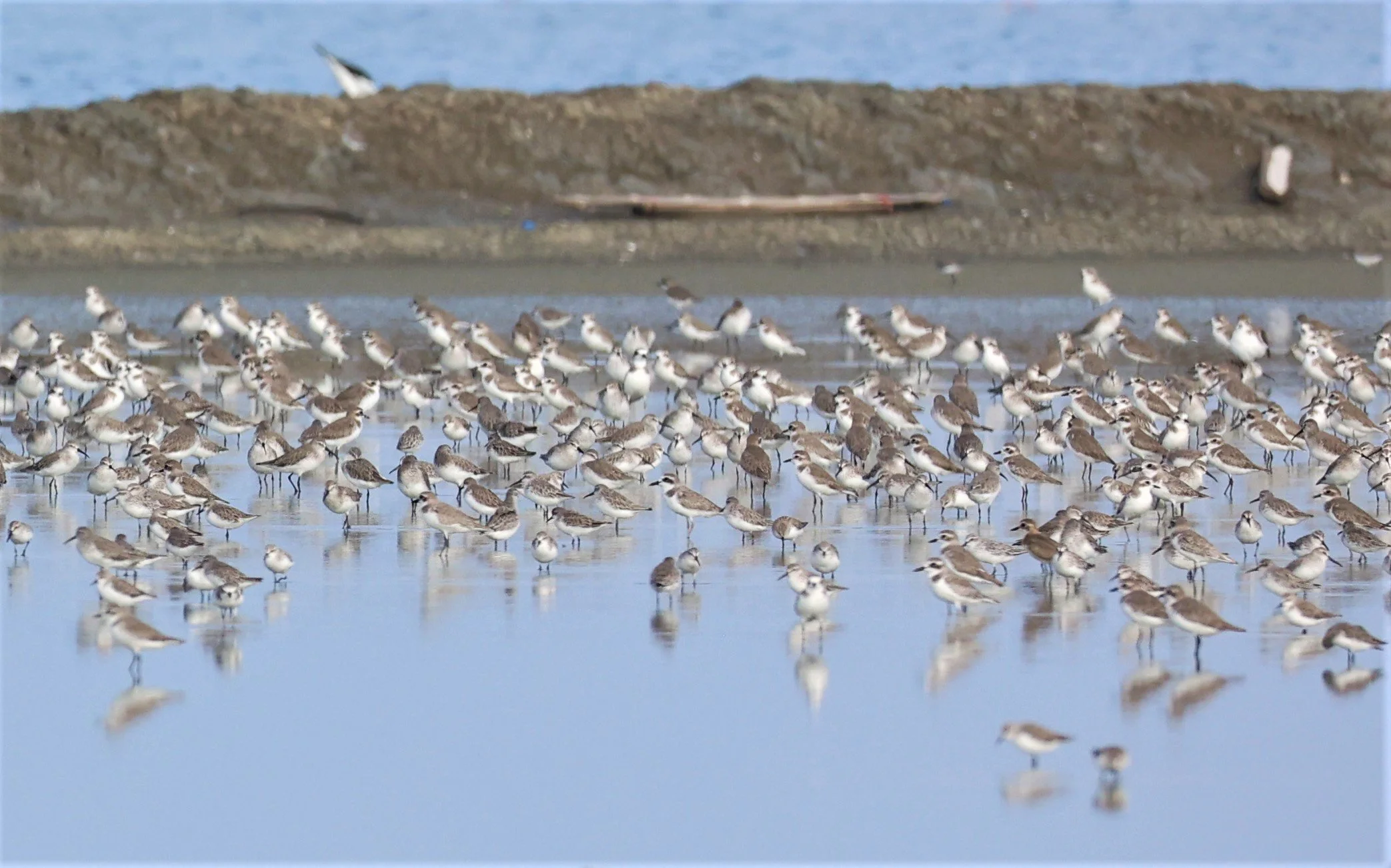 PLOVER - GREATER SAND-PLOVER - Charadrius leschenaultii - LESSER SP, CURLEW, BROADBILL SP PAK THALE OCTOBER 2 (20).jpg