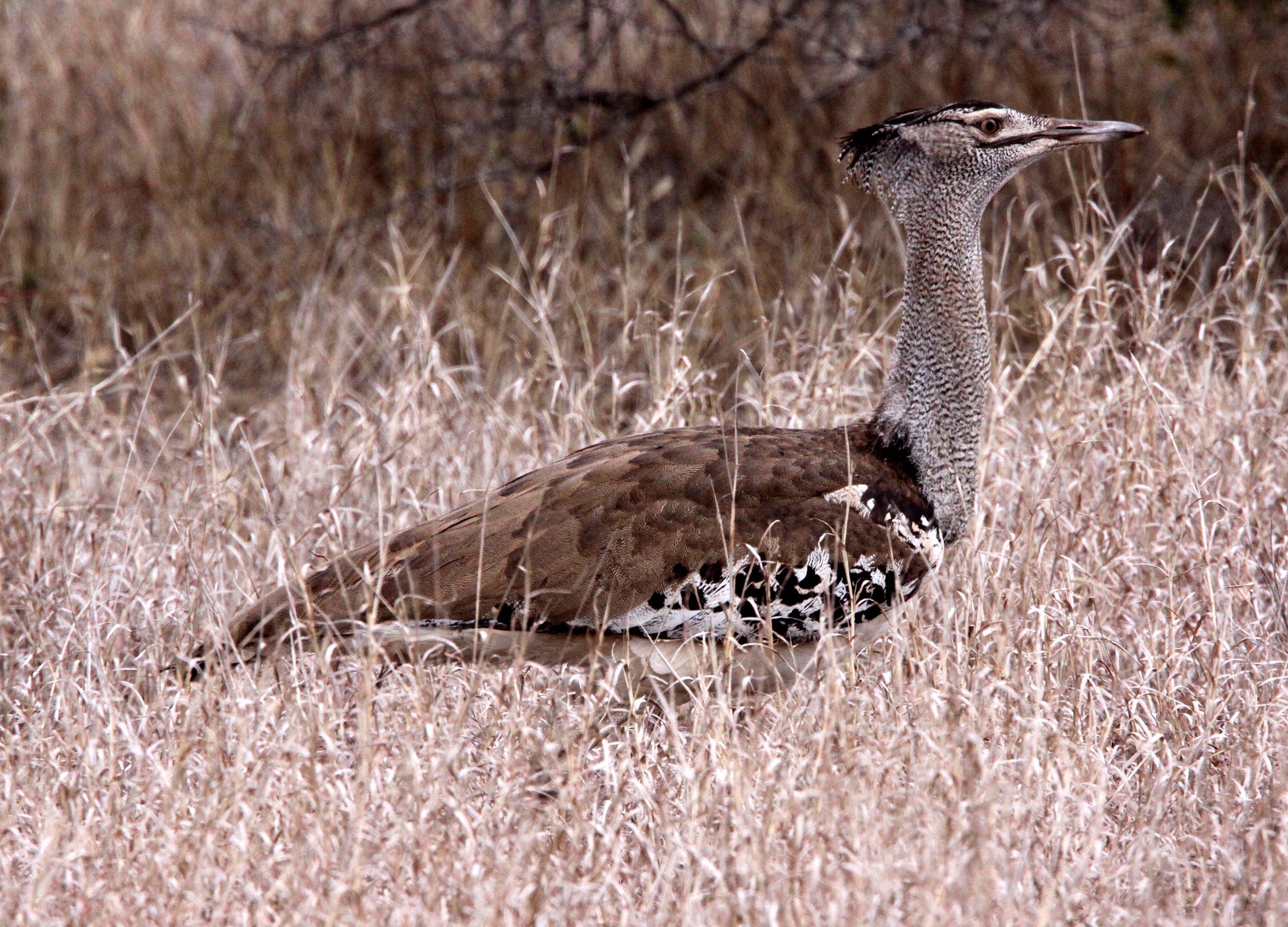 Kori bustard (Ardeotis kori) Kruger NP, South Africa (16).JPG
