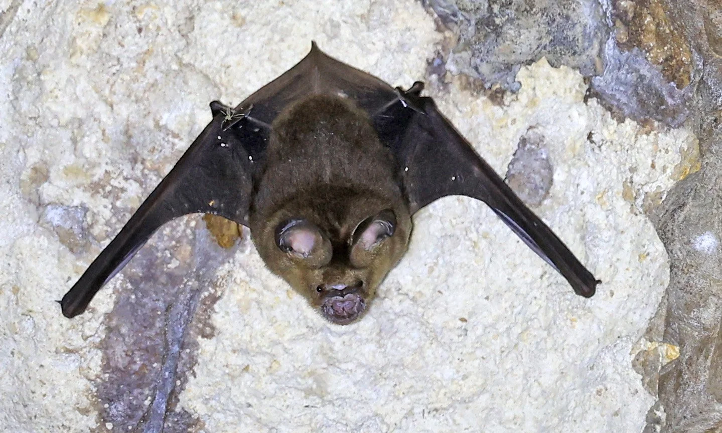 Cantor’s Leaf-nosed Bat (Hipposideros galeritus) Wat Sa Nam Sai Temple Pak Chong Thailand  (6).jpg