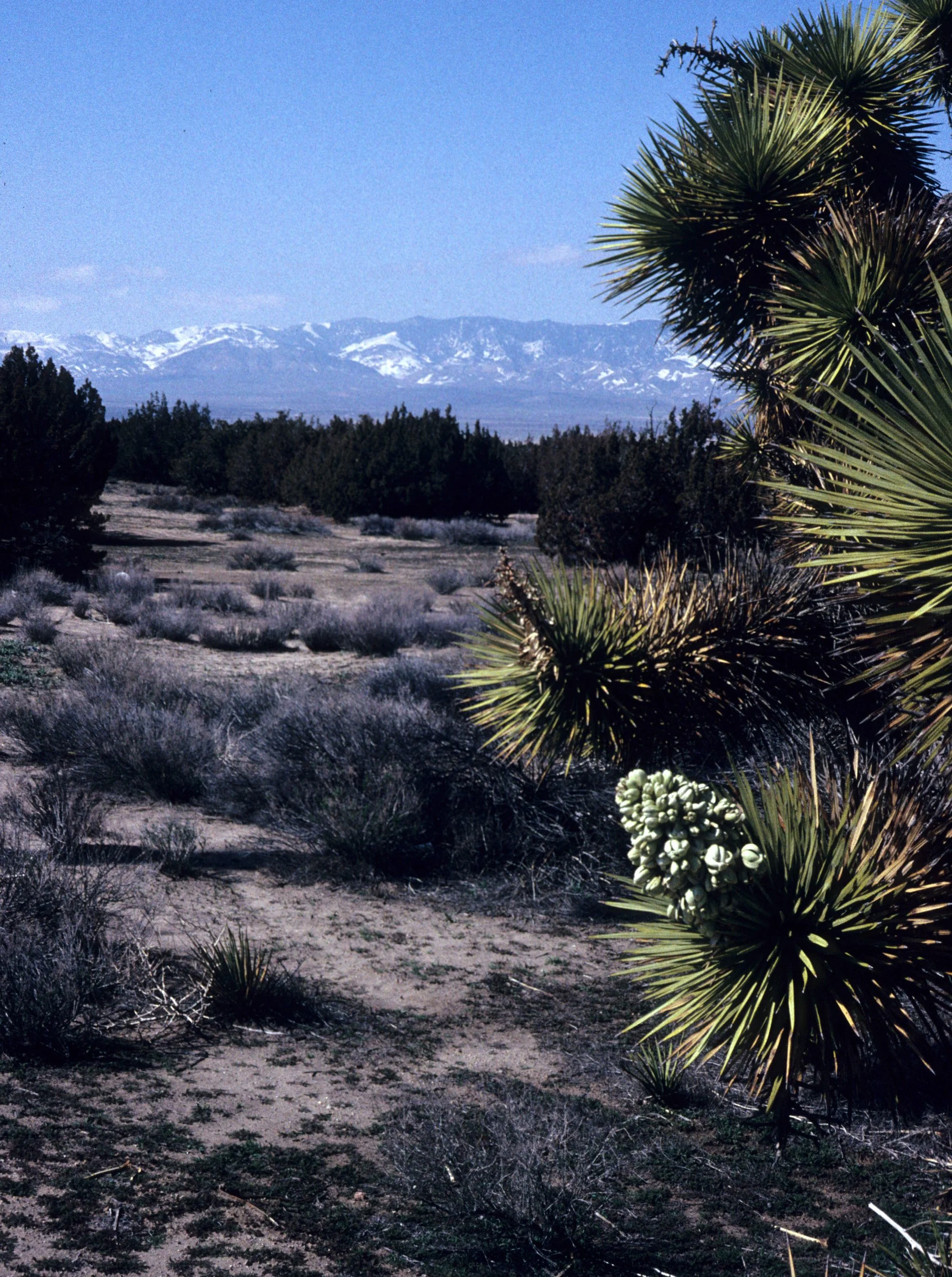 MOJAVE - LILIACEAE - YUCCA BREVIFOLIA - JOSHUA TREE COMMUNITY WITH PINYON PINES.jpg