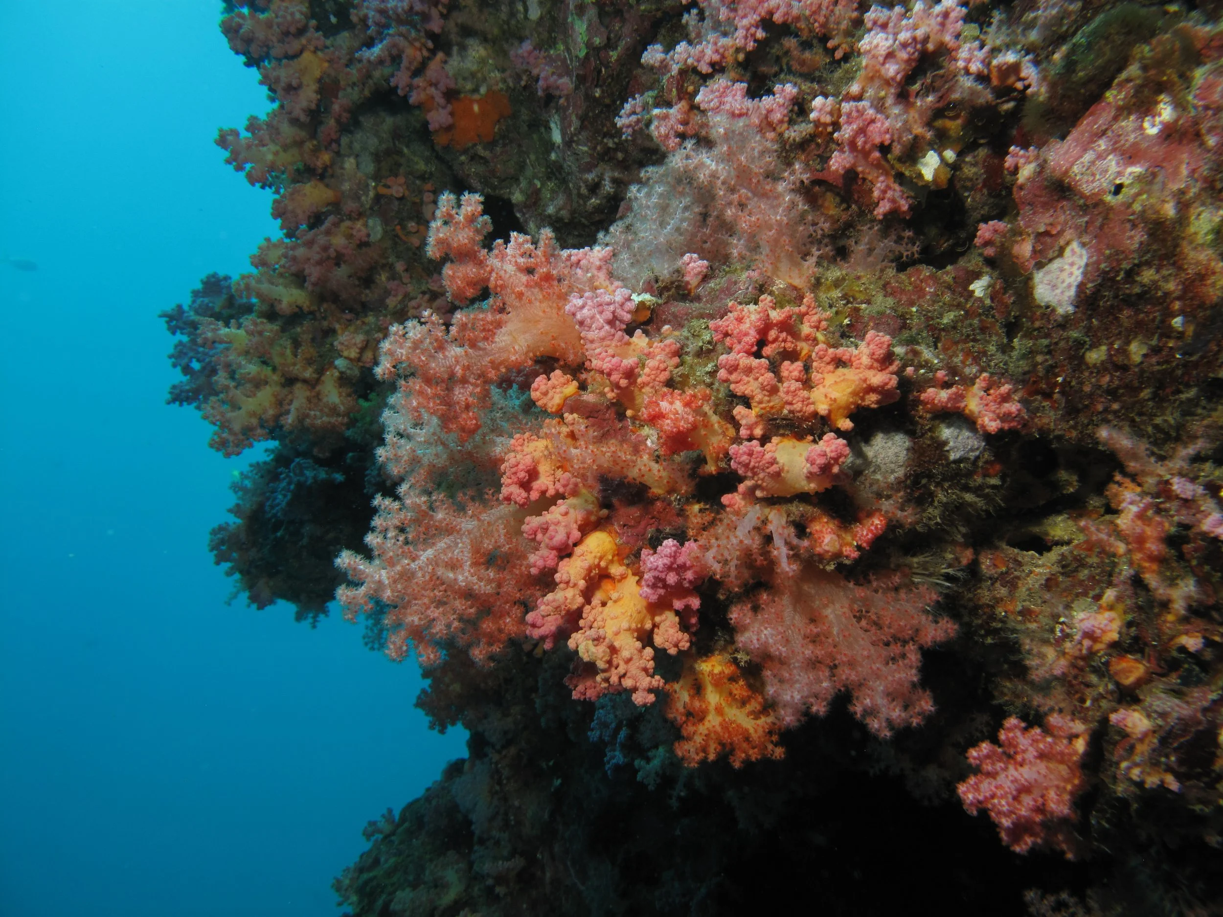 2013 Diving Koh Lanta (105).jpg