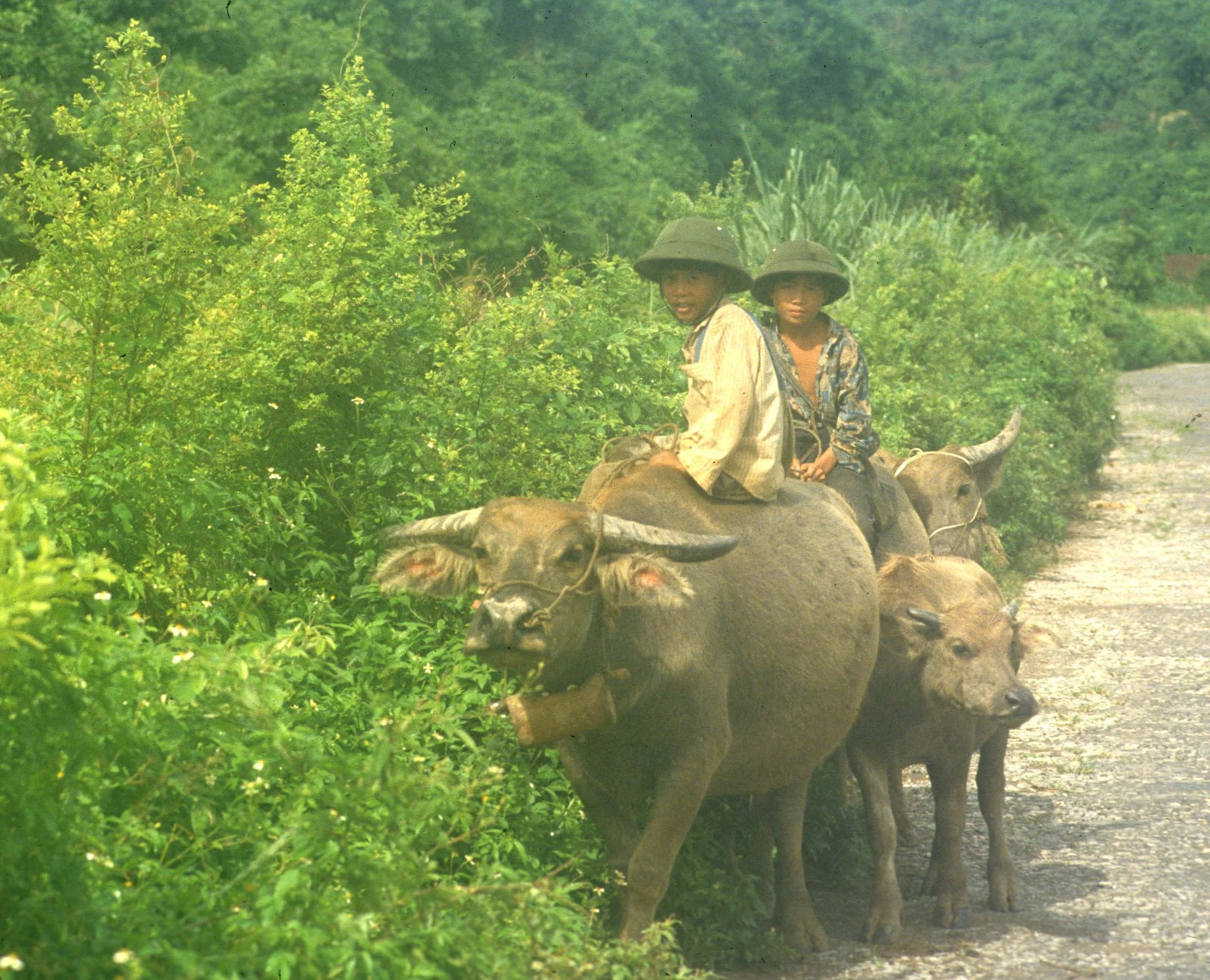 NORTH - BOYS ON BUFFALO.jpg