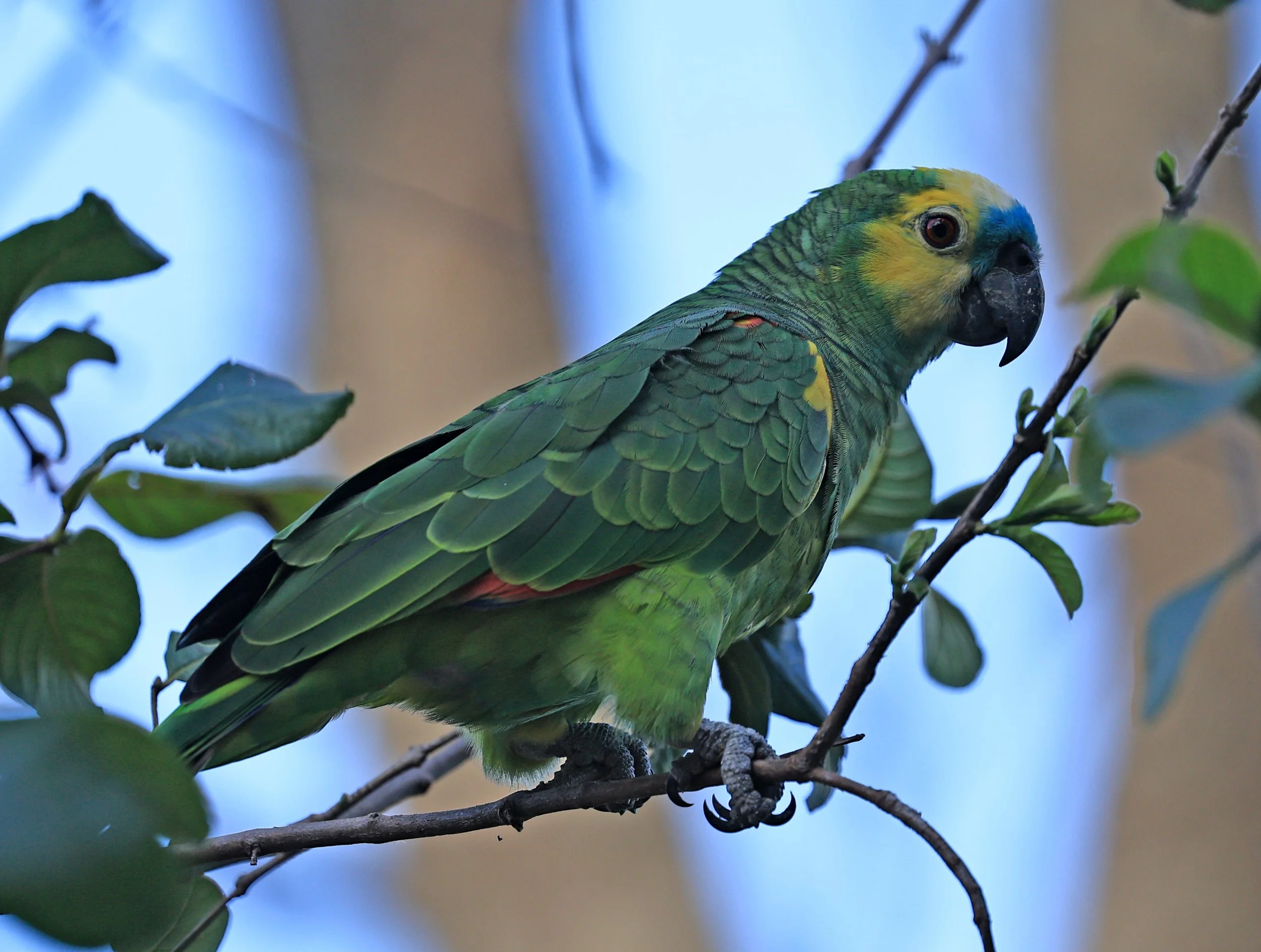 Blue-fronted Amazon (Amazona aestiva) Estancia Campo'í Paraguay (12).jpg