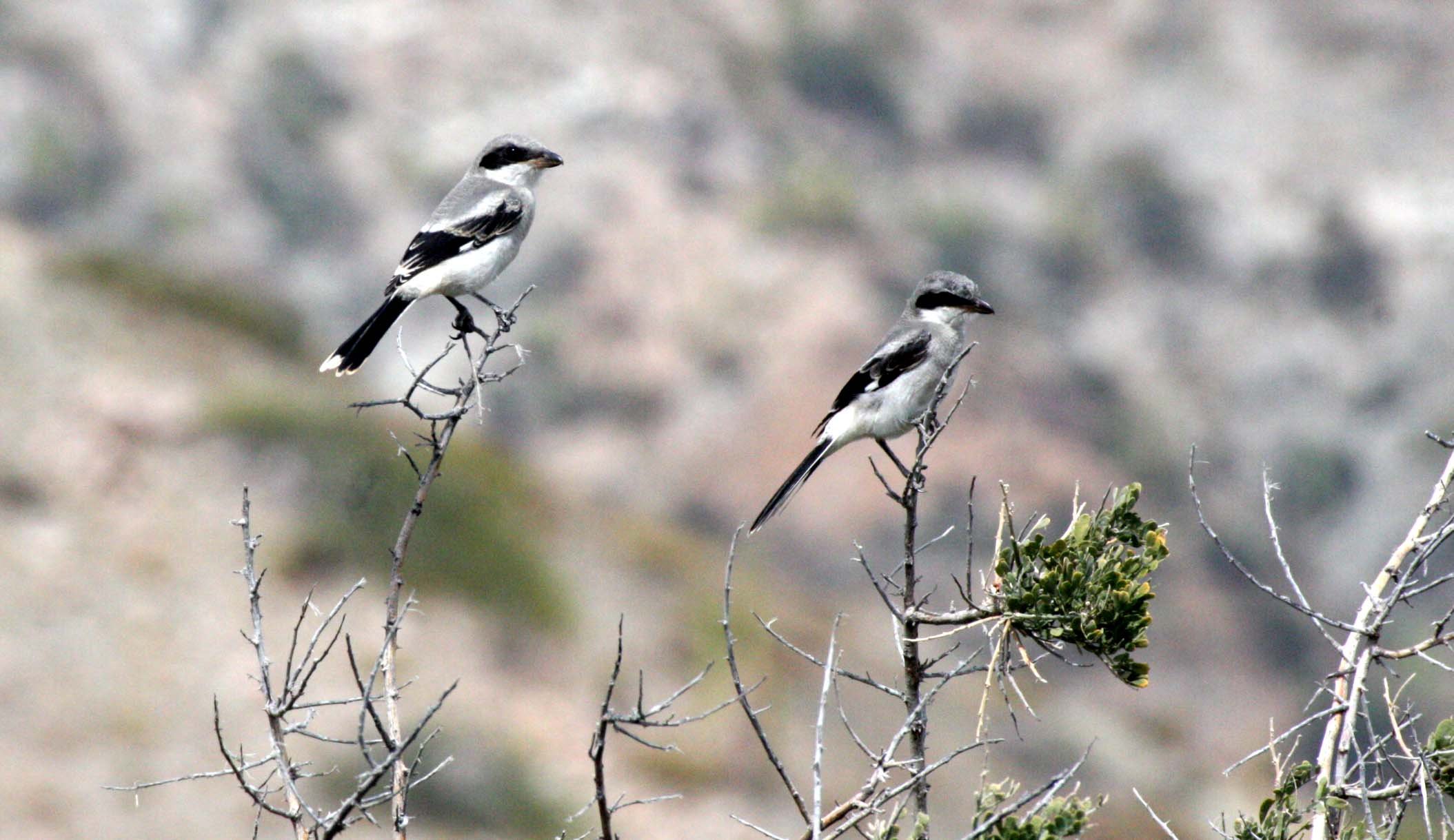 Loggerhead Shrike (Lanius ludovicianus) Isla Catalina Baja Mexico (5).JPG