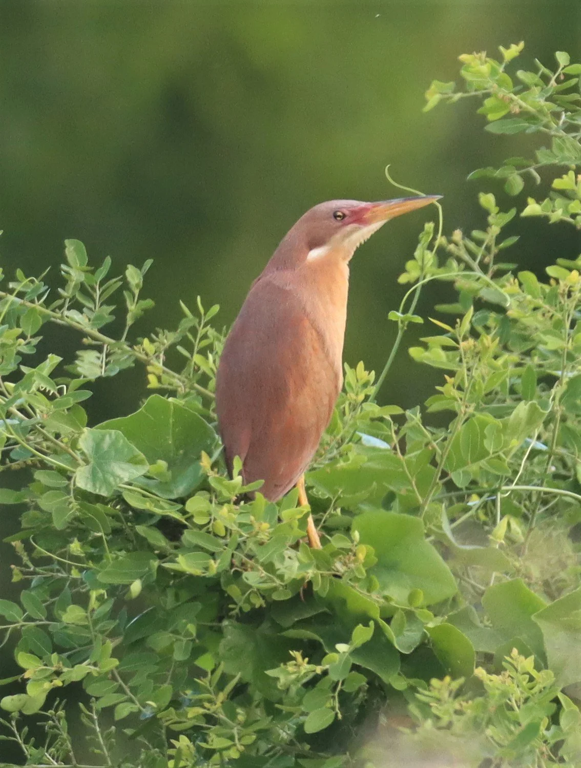 BITTERN - CINNAMON BITTERN (CHESTNUT BITTERN) - Ixobrychus cinnamomeus - PATHUM THANI RICE RESEARCH CENTER (61).jpg