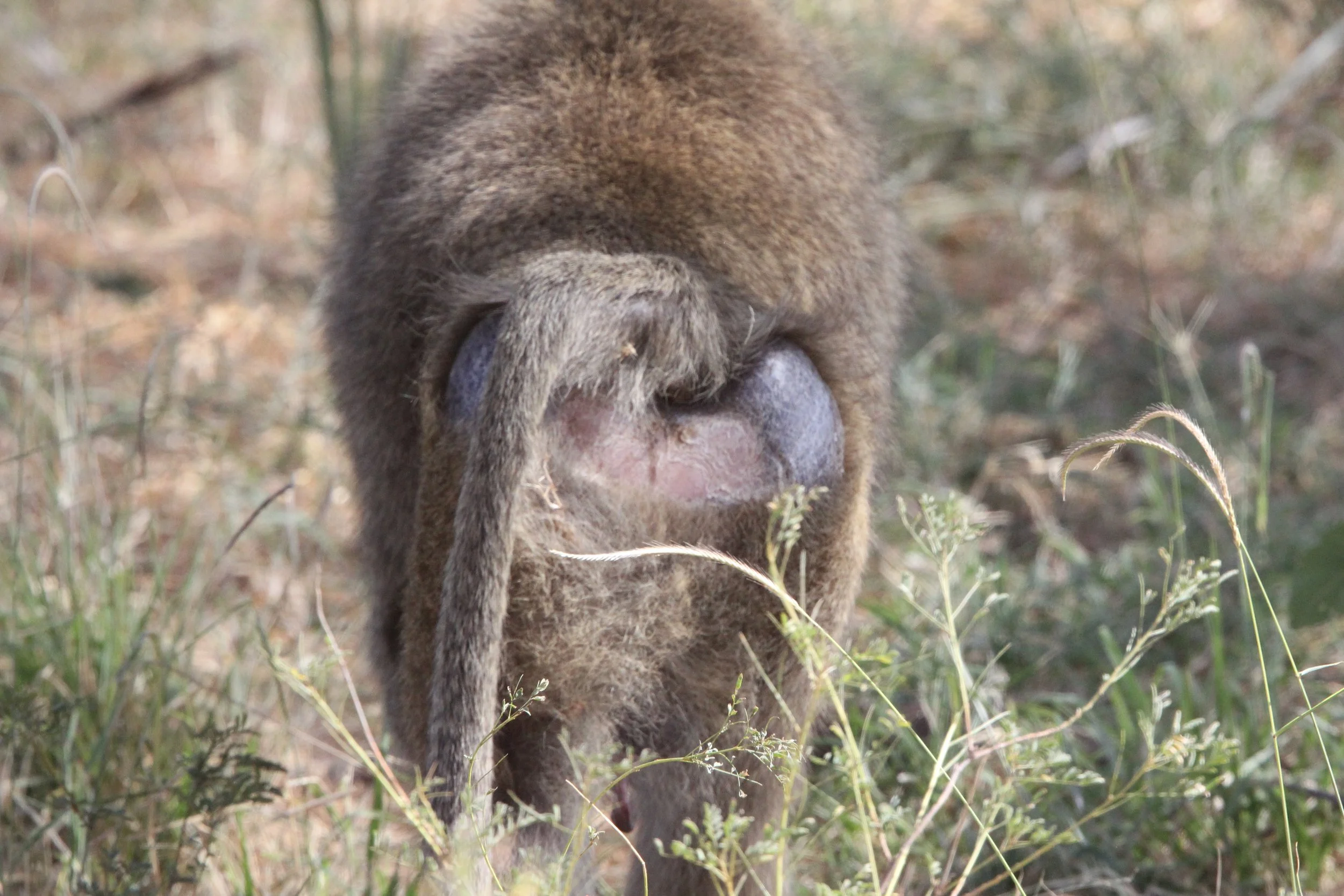 CERCOPITHECIDAE - Papio anubis - OLIVE BABOON - SAMBURU NATIONAL RESERVE KENYA (78).JPG