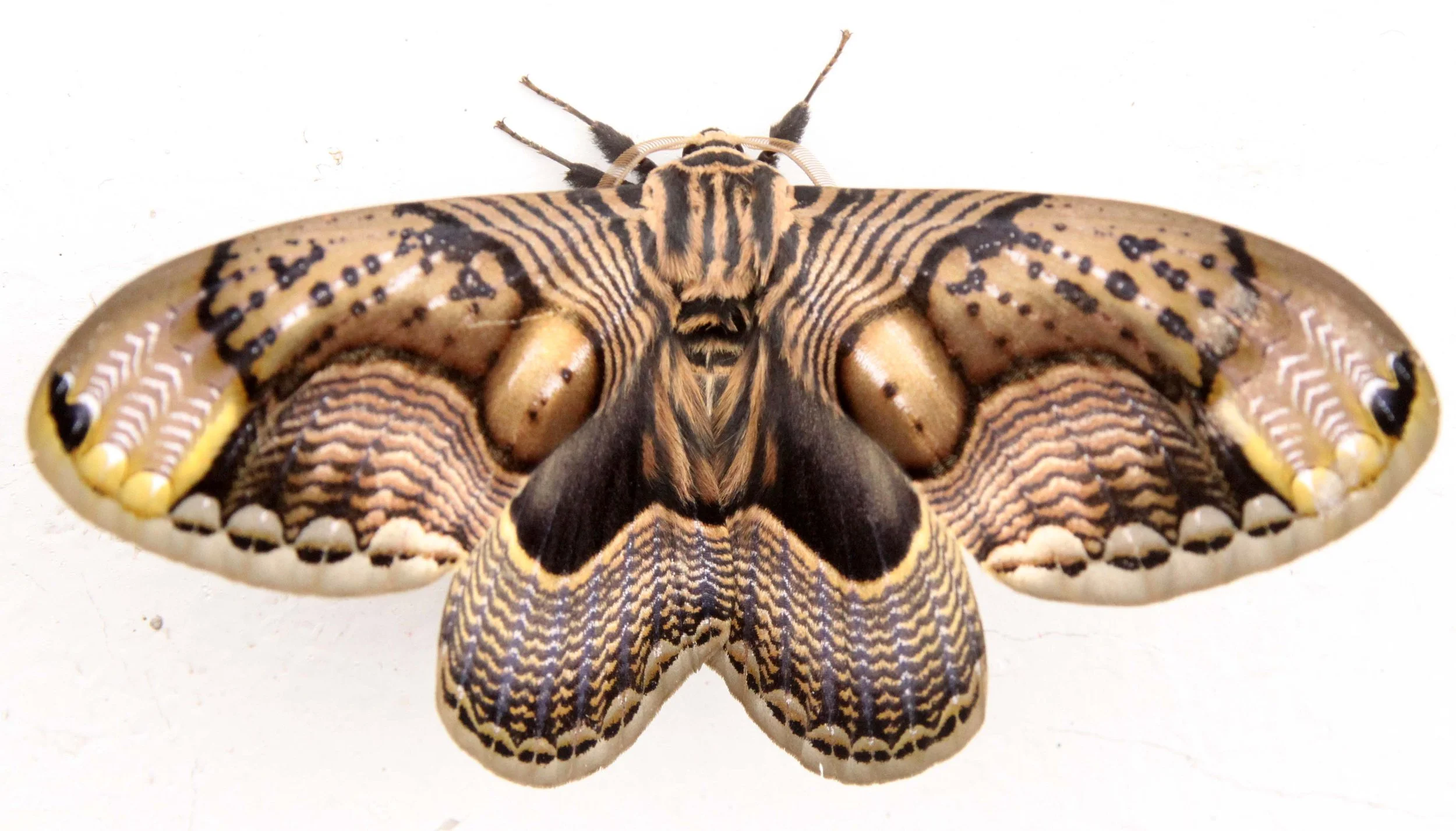 INVERT - LEPIDOPTERA - MOTH SPECIES - WAWU MOUNTAIN SICHUAN CHINA (5).JPG