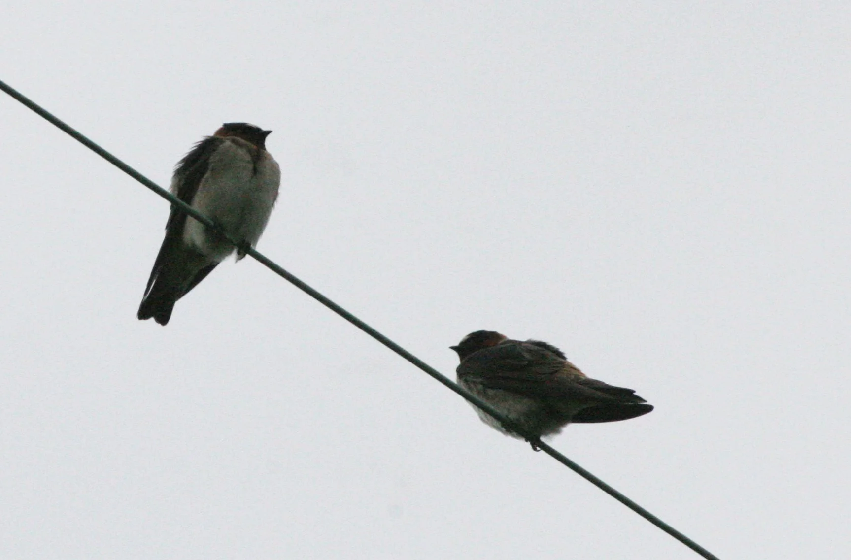 Cliff Swallow (Petrochelidon pyrrhonota) Jamestown Washington Olympic Peninsula (4).JPG