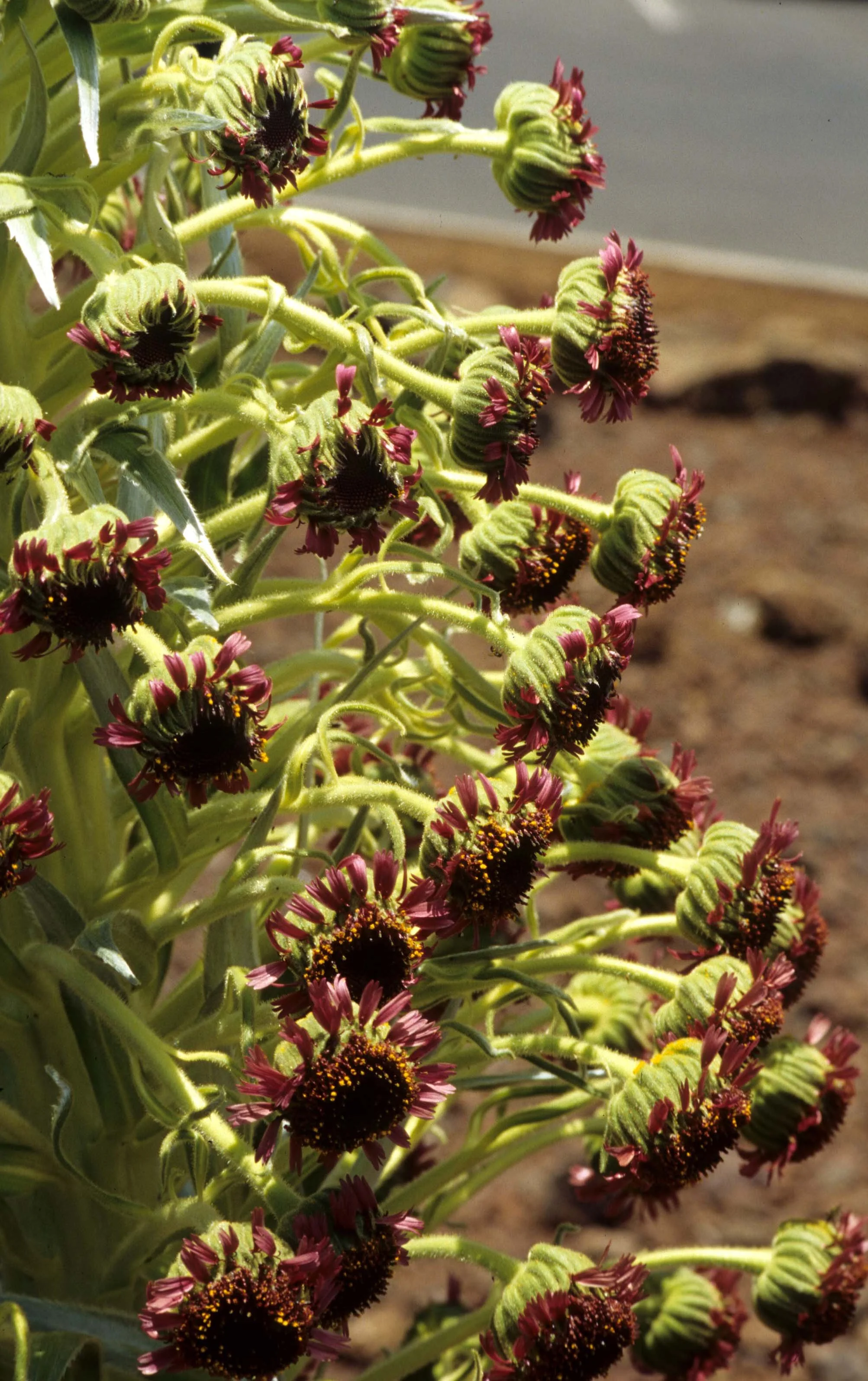 HAWAII - MAUI - SILVERSWORD - HALEAKALA NP (3).jpg