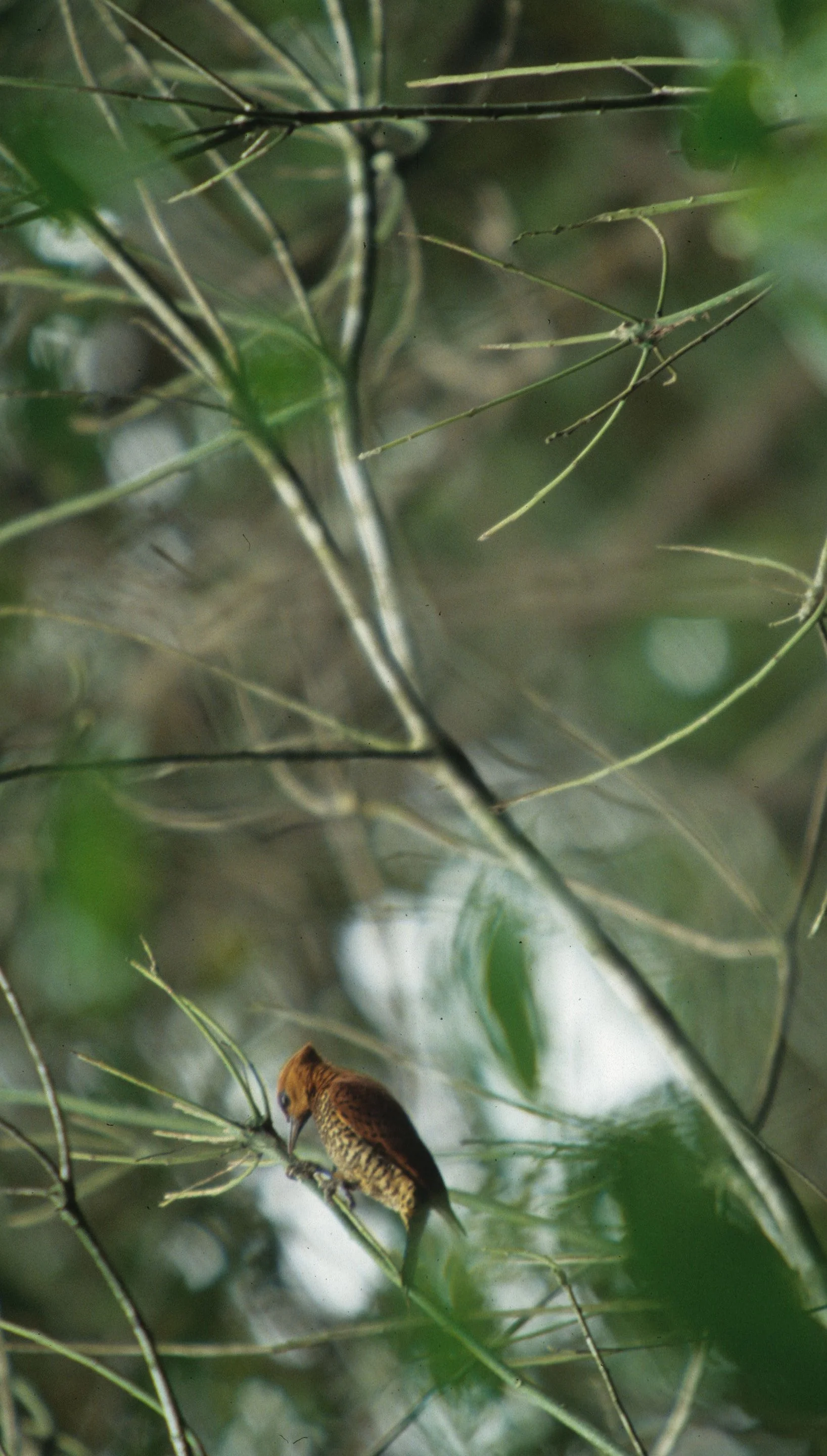 BIRD - WOODPECKER - CINNAMON - PANAMA.jpg