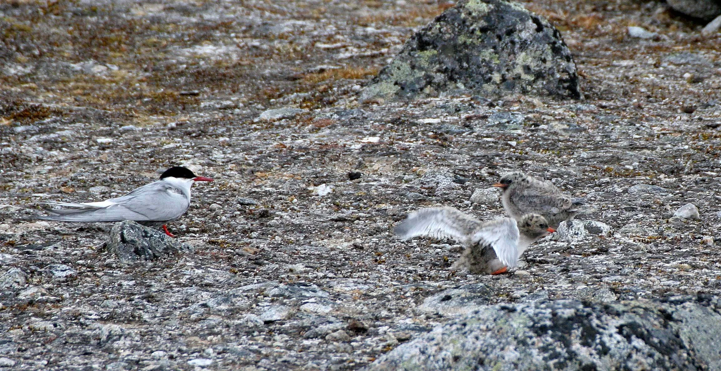 BIRD - TERN - ARCTIC TERN - SVALBARD (28).jpg