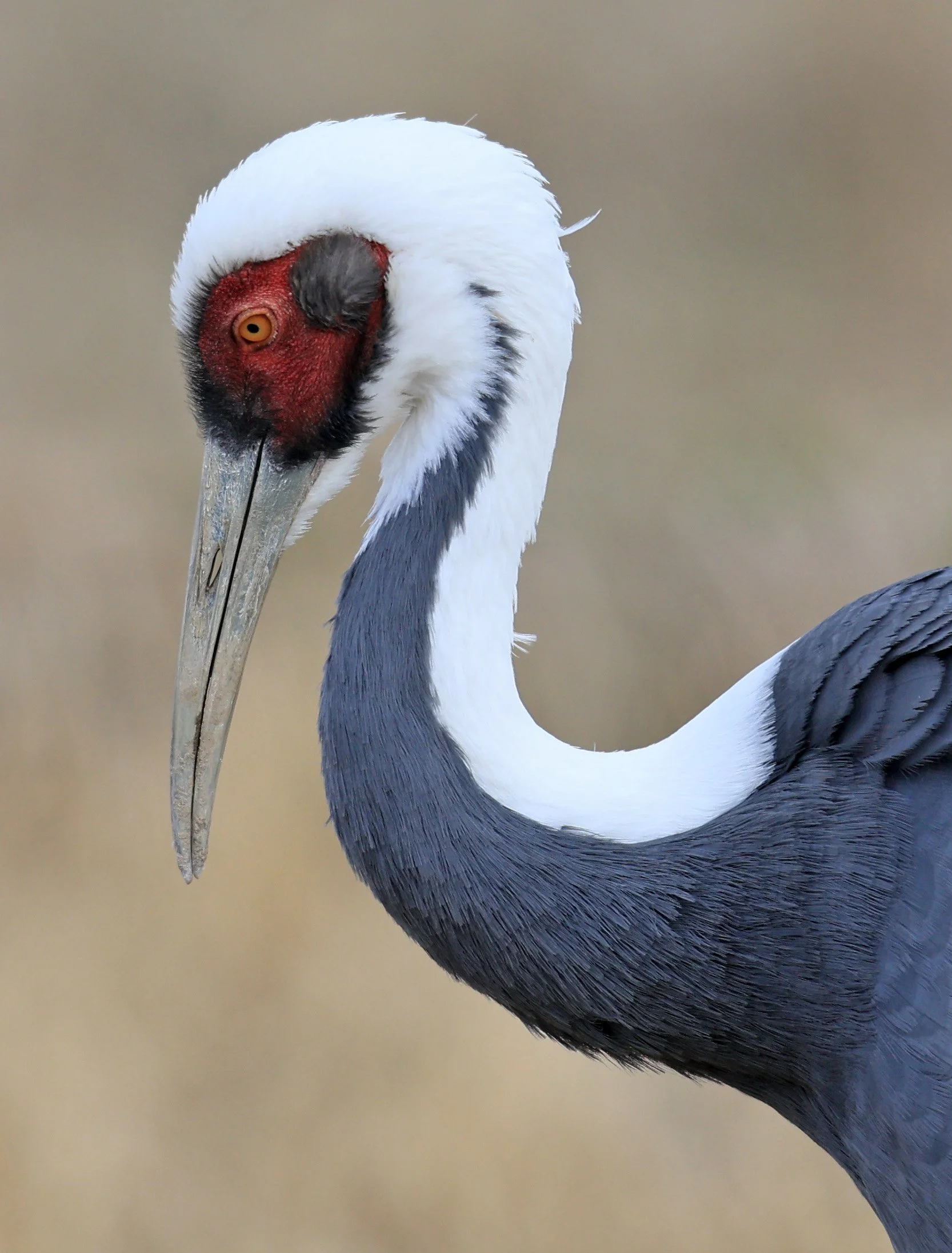 White-naped Crane (Antigone vipio) Izumi Crane Park & Center, Izumi Kagoshima Kyushu Japan (558).jpg