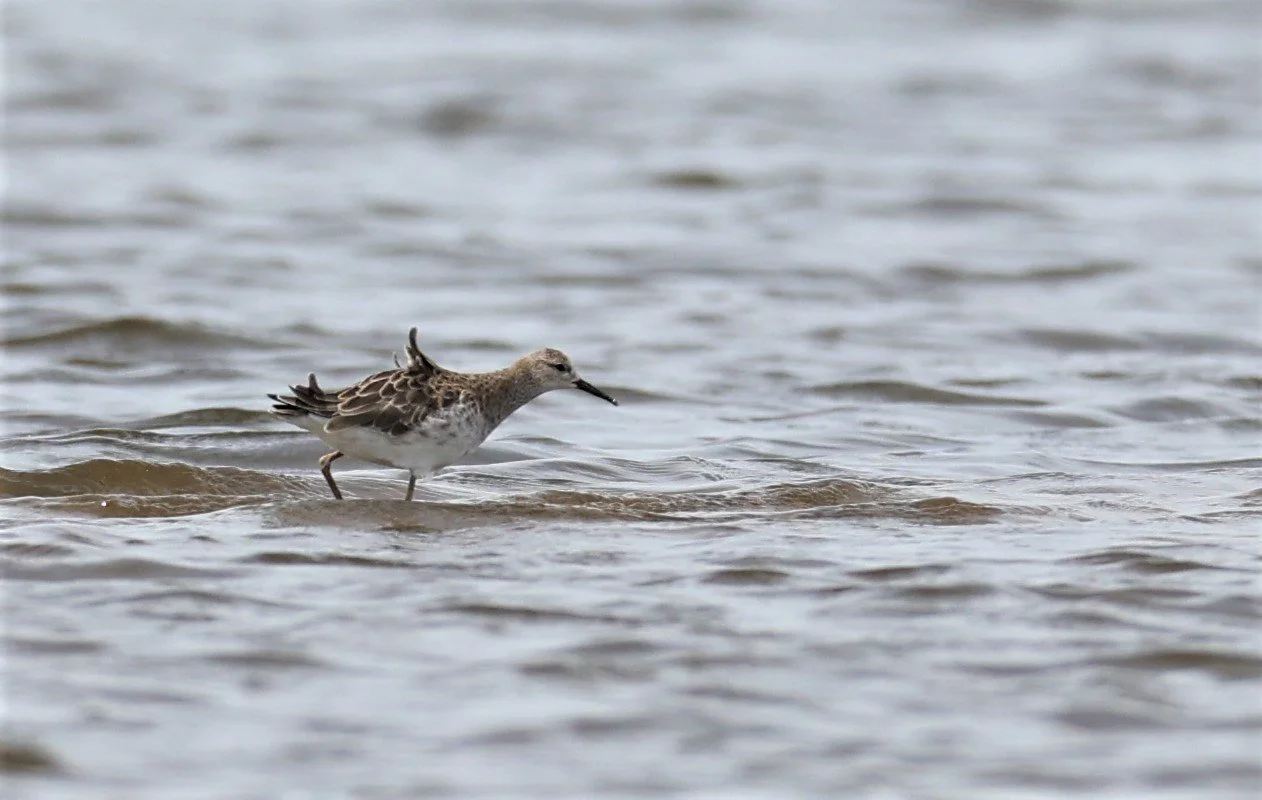 RUFF - Philomachus pugnax - CHACHOENGSAO  SALT PANS (4).jpg