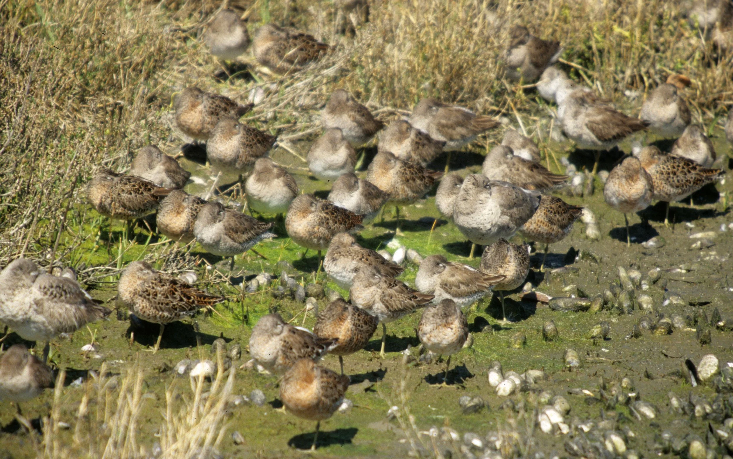 BIRD - SANDPIPER - LEAST - SAN DIEGO BEACH AREA.jpg
