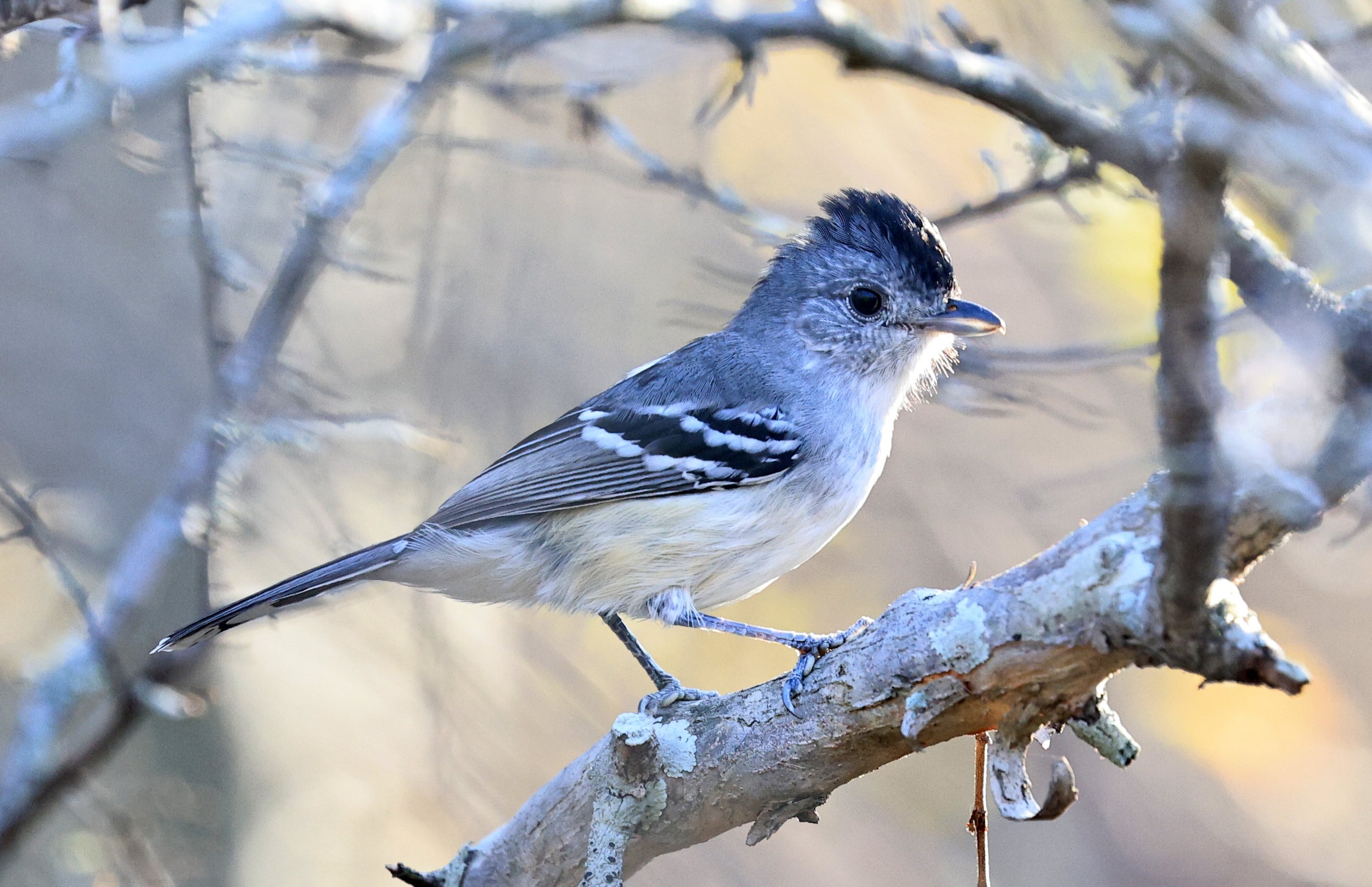 Variable Antshrike (Thamnophilus caerulescens) Aurora Chaquena Reserve - Nueland Mennonite Colony Paraguay (14).jpg