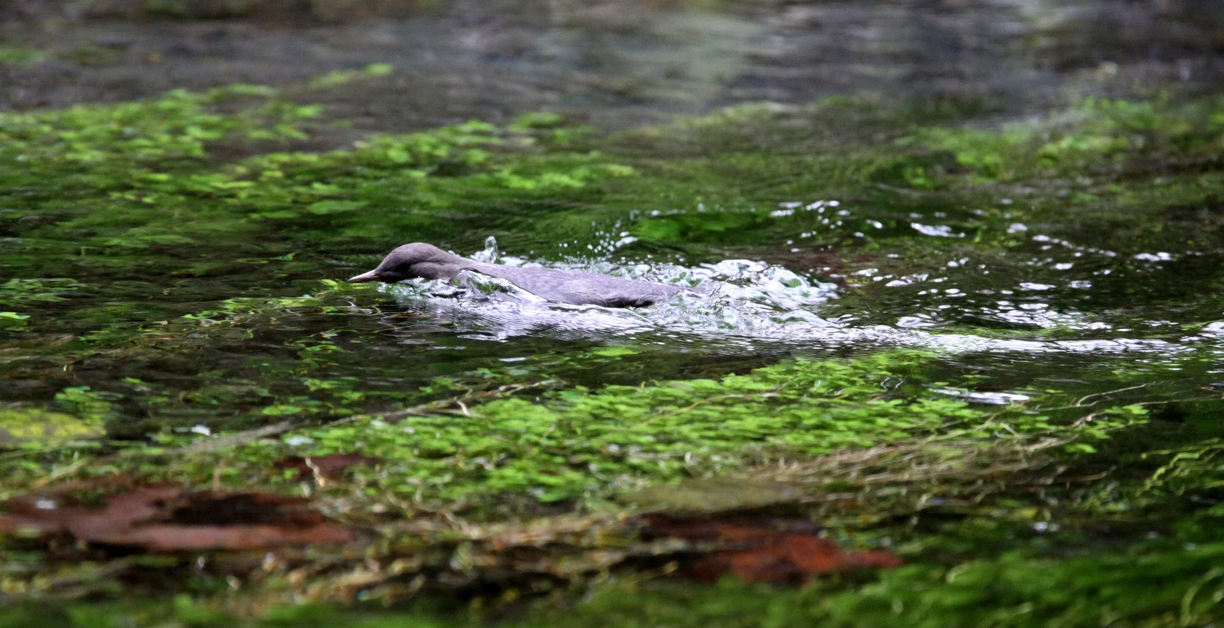 American dipper (Cinclus mexicanus) Hoh Rainforest Washington State (20).JPG