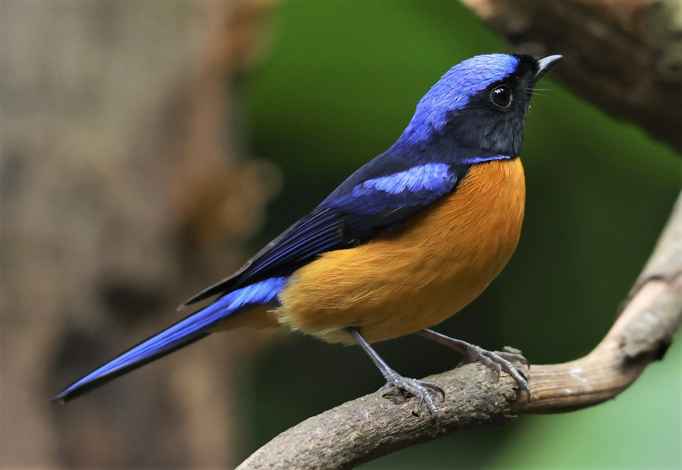 NILTAVA - RUFOUS-BELLIED NILTAVA - Niltava sundar - DOI INTHANON NP CHIANG MAI, DEC 2021 (44).JPG