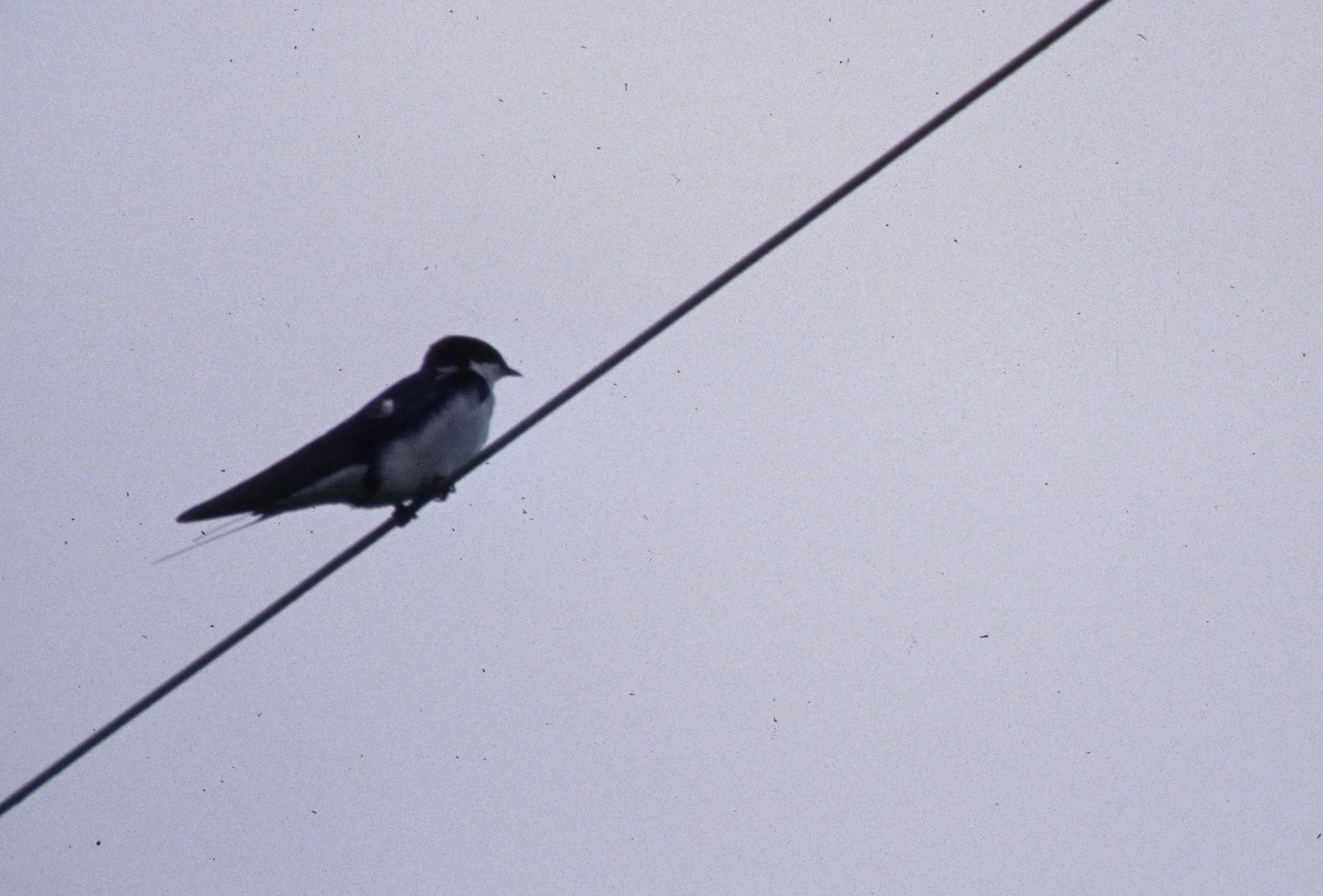 BIRD - SWALLOW - SPECIES A  - KALEODEO INDIA.jpg