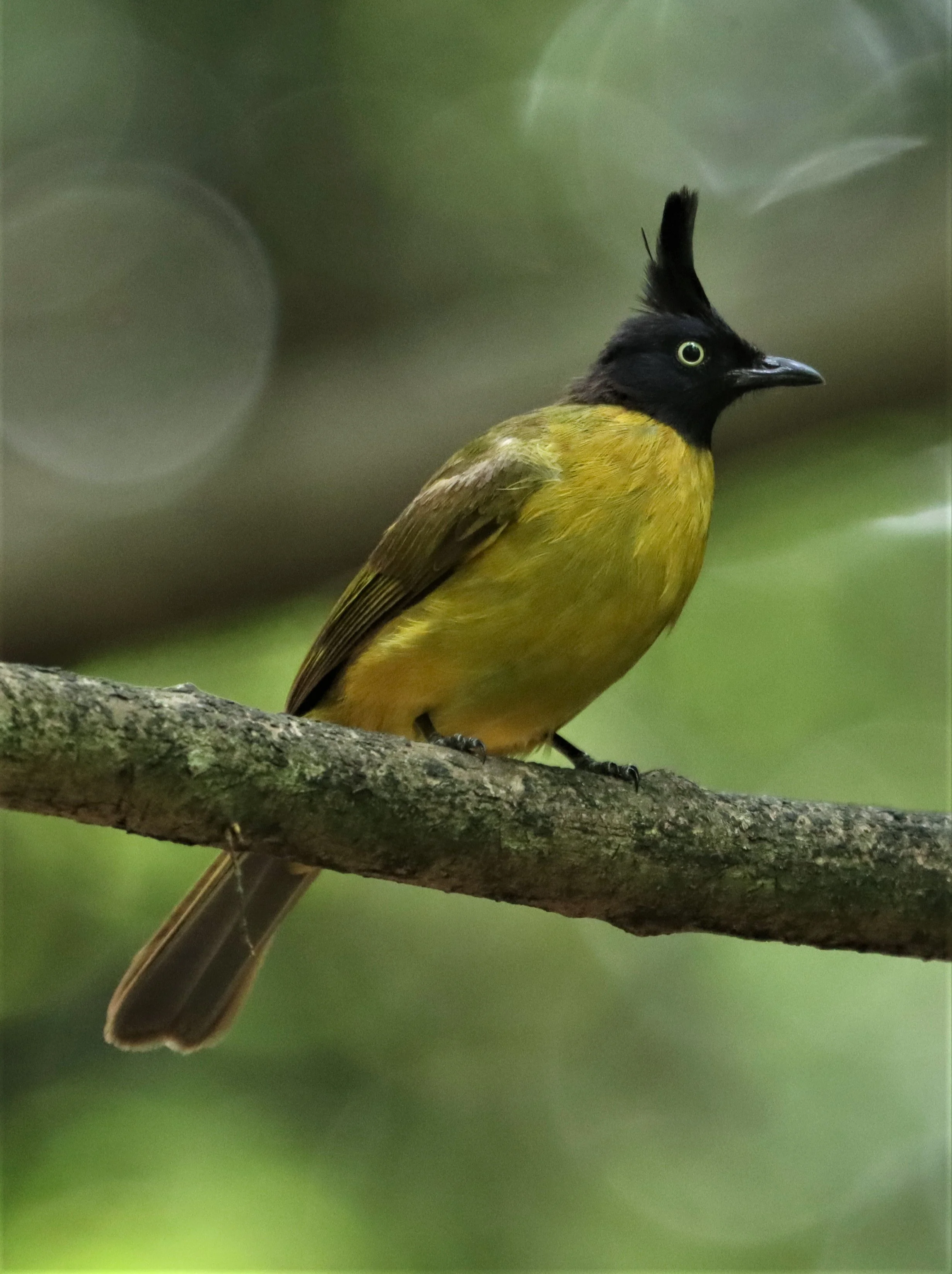 BULBUL - BLACK-CRESTED BULBUL - Pycnonotus melanicterus - KAENG KRACHAN NP THAILAND (49).jpg