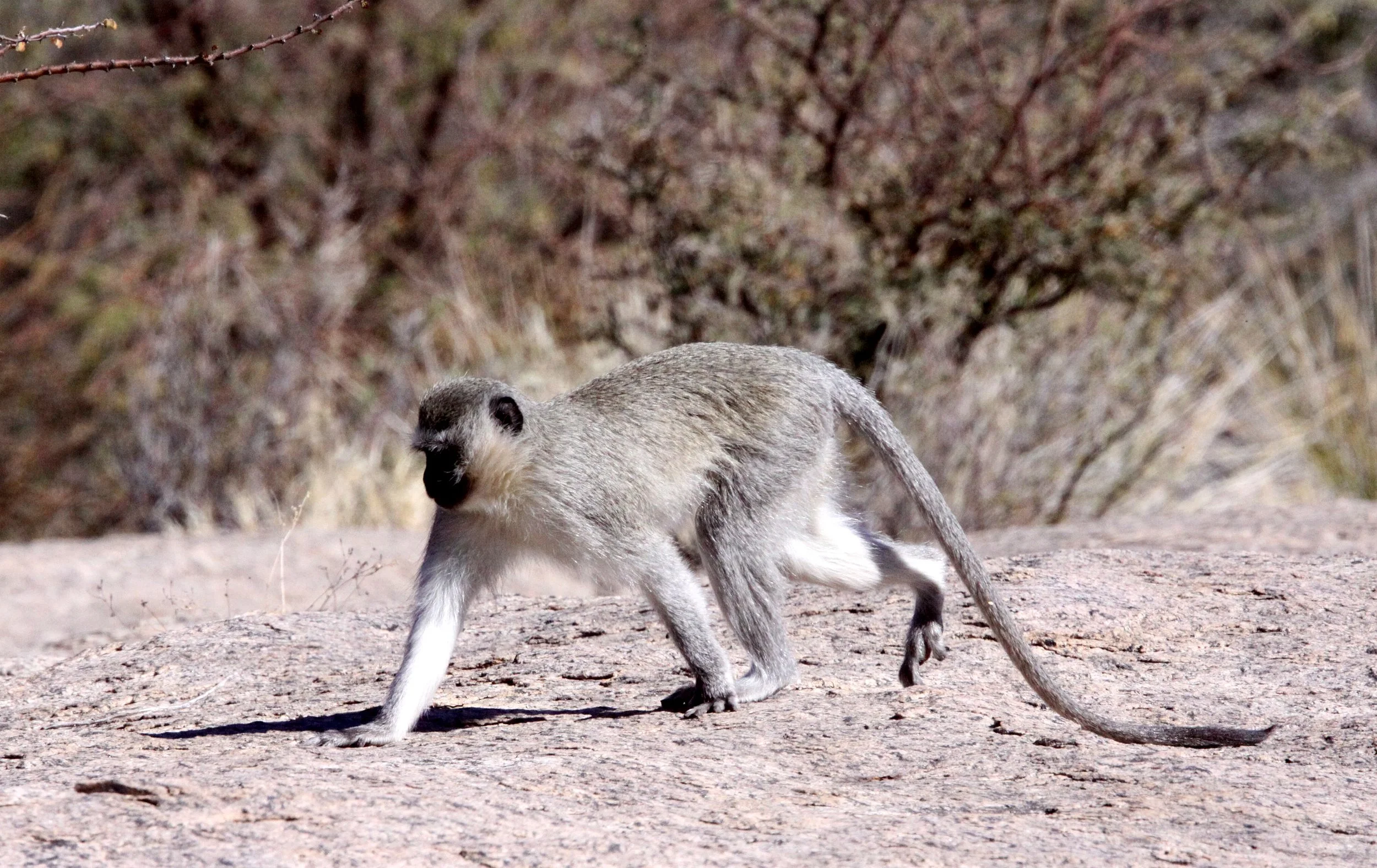 CERCOPITHECIDAE - Chlorocebus pygerythrus pygerythrus - BLACK-CHINNED VERVET MONKEY - AUGRABIES FALLS SOUTH AFRICA (8).JPG