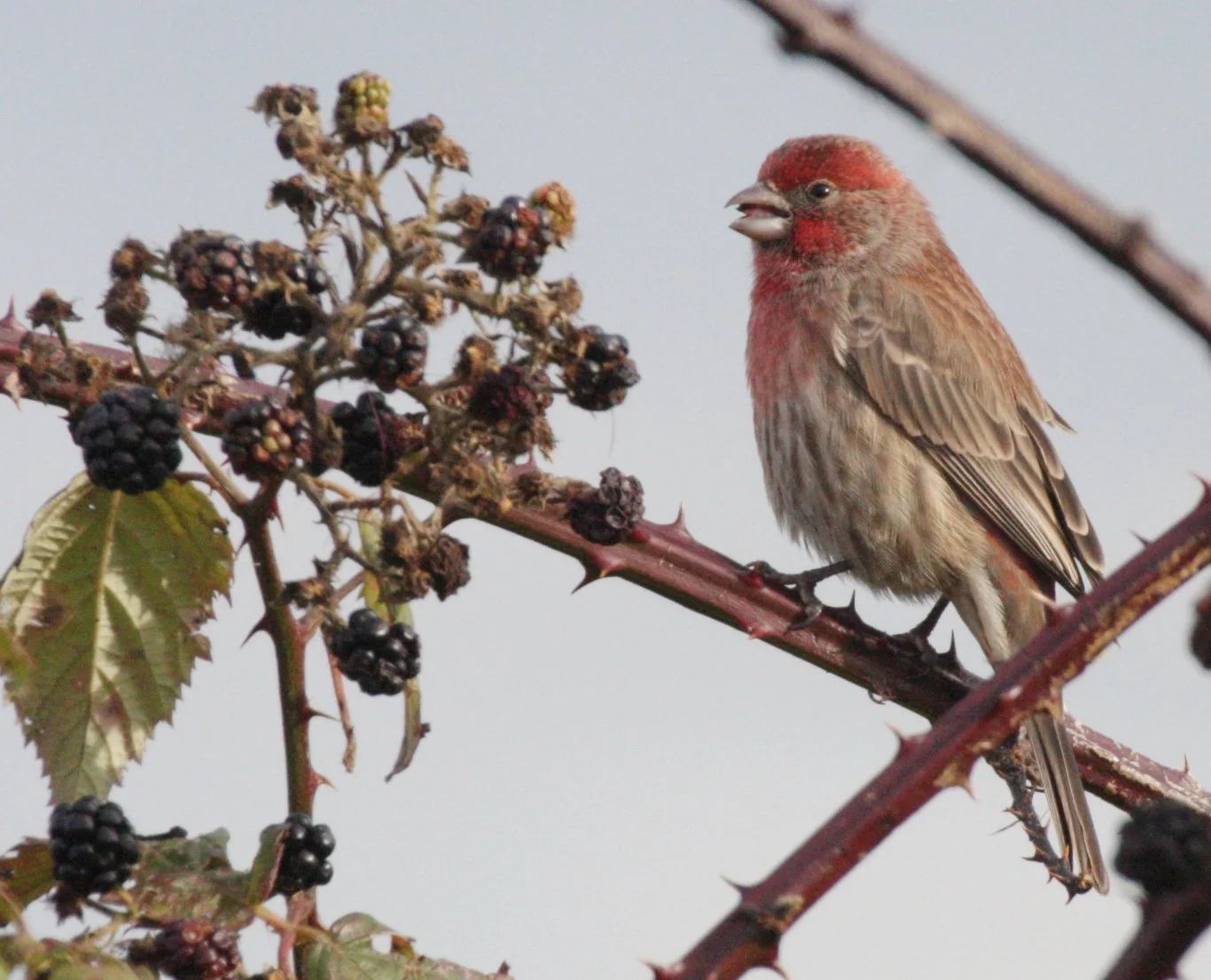House Finch (Haemorhous mexicanus) Jamestown Washington (17).JPG