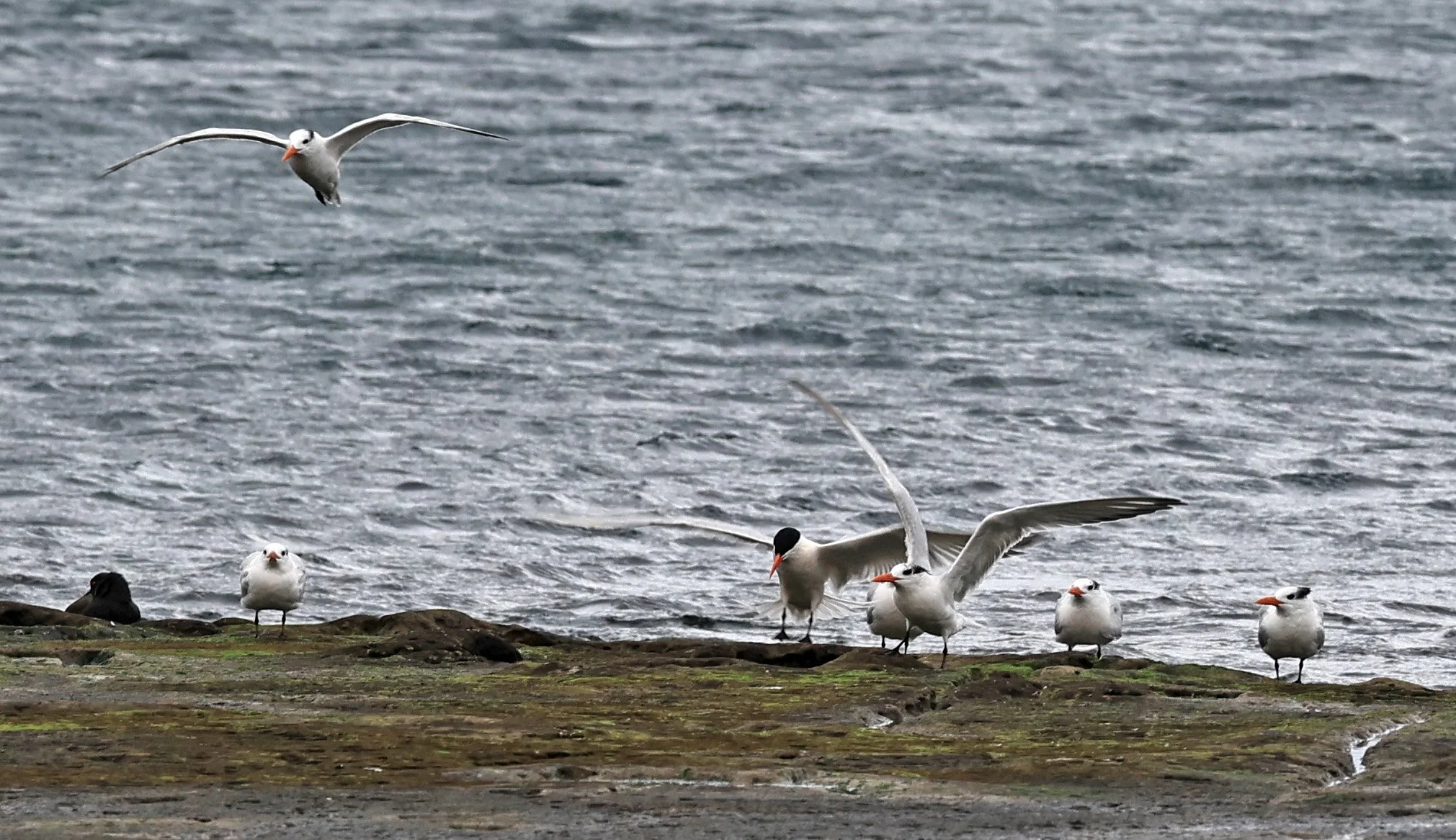 Royal Tern (Thalasseus maximus) Puerto Pyramides, Valdes Peninsula, Chubut Province, Argentina (10).jpg