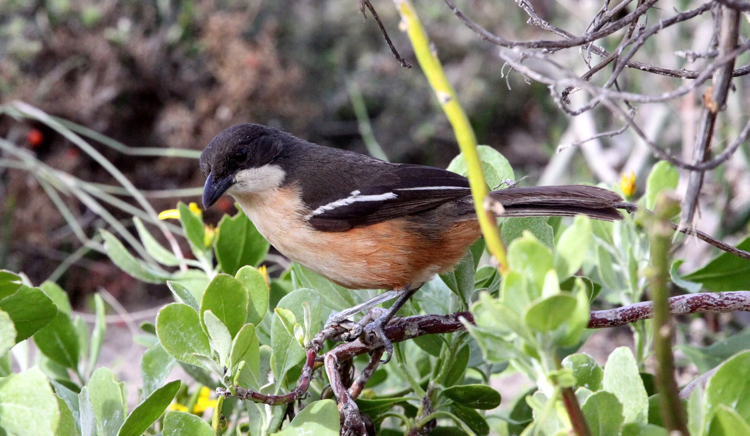 Southern Boubou (Laniarius ferrugineus) De Hoop Reserve South Africa (3).JPG