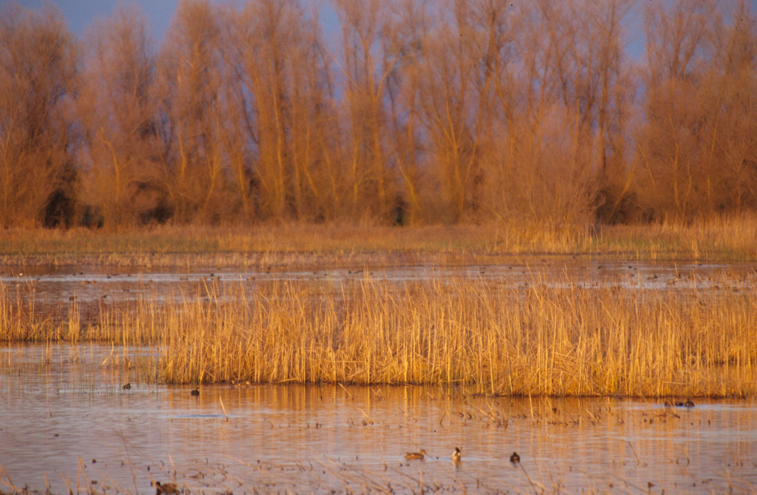 CALIFORNIA - SACRAMENTO WILDLIFE REFUGE C.jpg