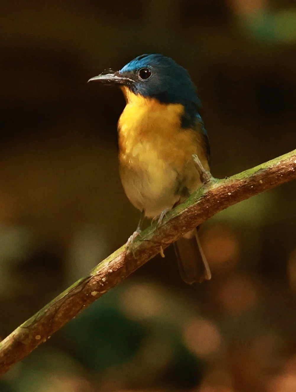 FLYCATCHER - LARGE BLUE FLYCATCHER - Cyornis magnirostris - Si Phang Nga National Park, Thailand Feb 18-19, 2023 (77).jpg