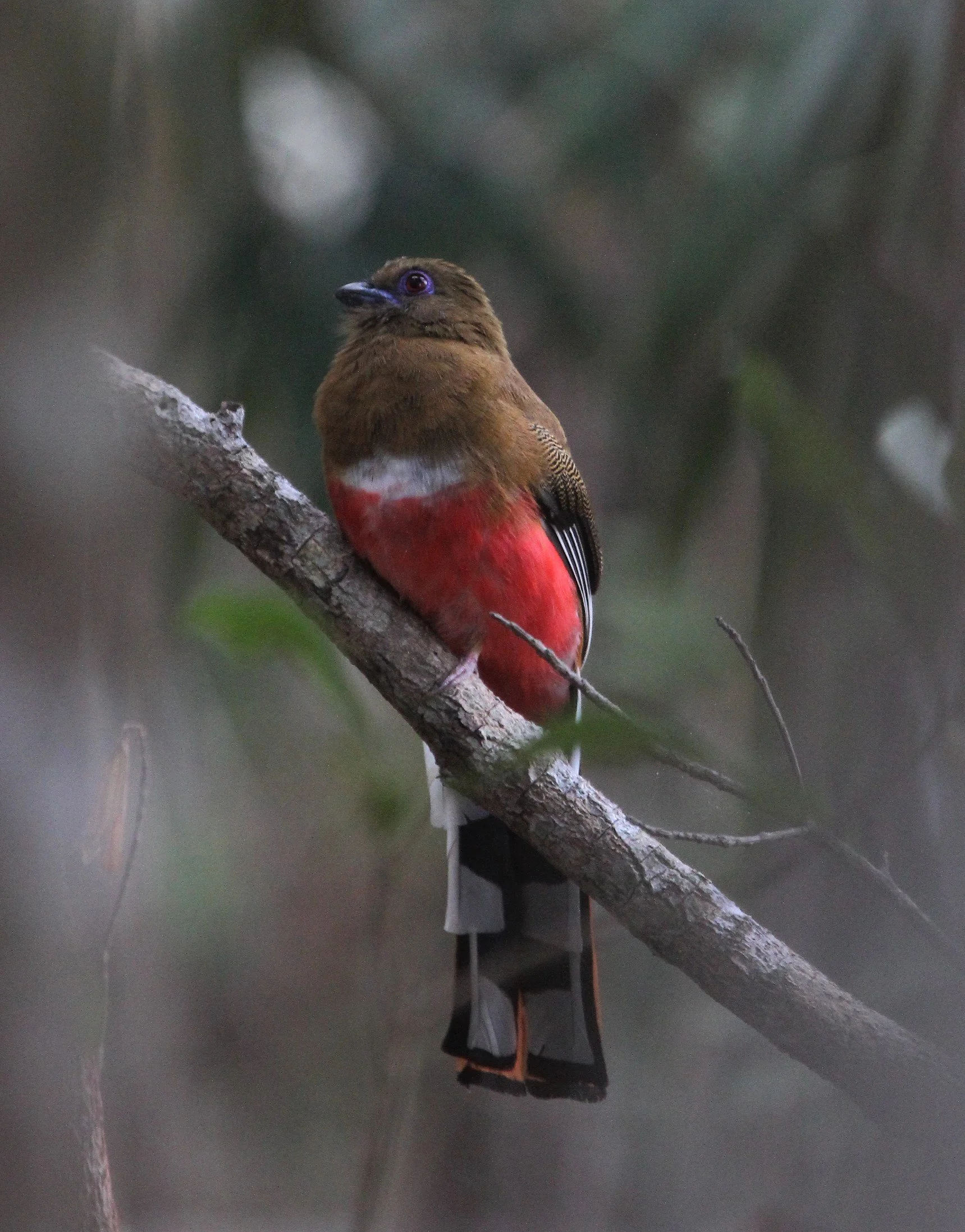 Red-headed Trogon (Harpactes erythrocephalus) female