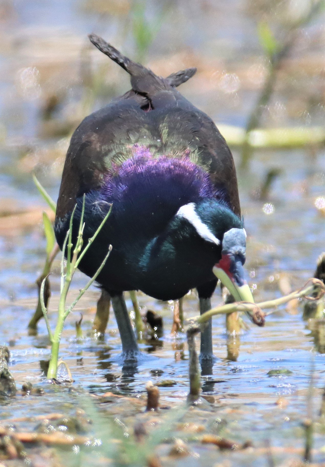JACANA - BRONZE-WINGED JACANA - Metopidius indicus - BANG KHAEM WETLANDS NAKHON PATHOM (4).jpg