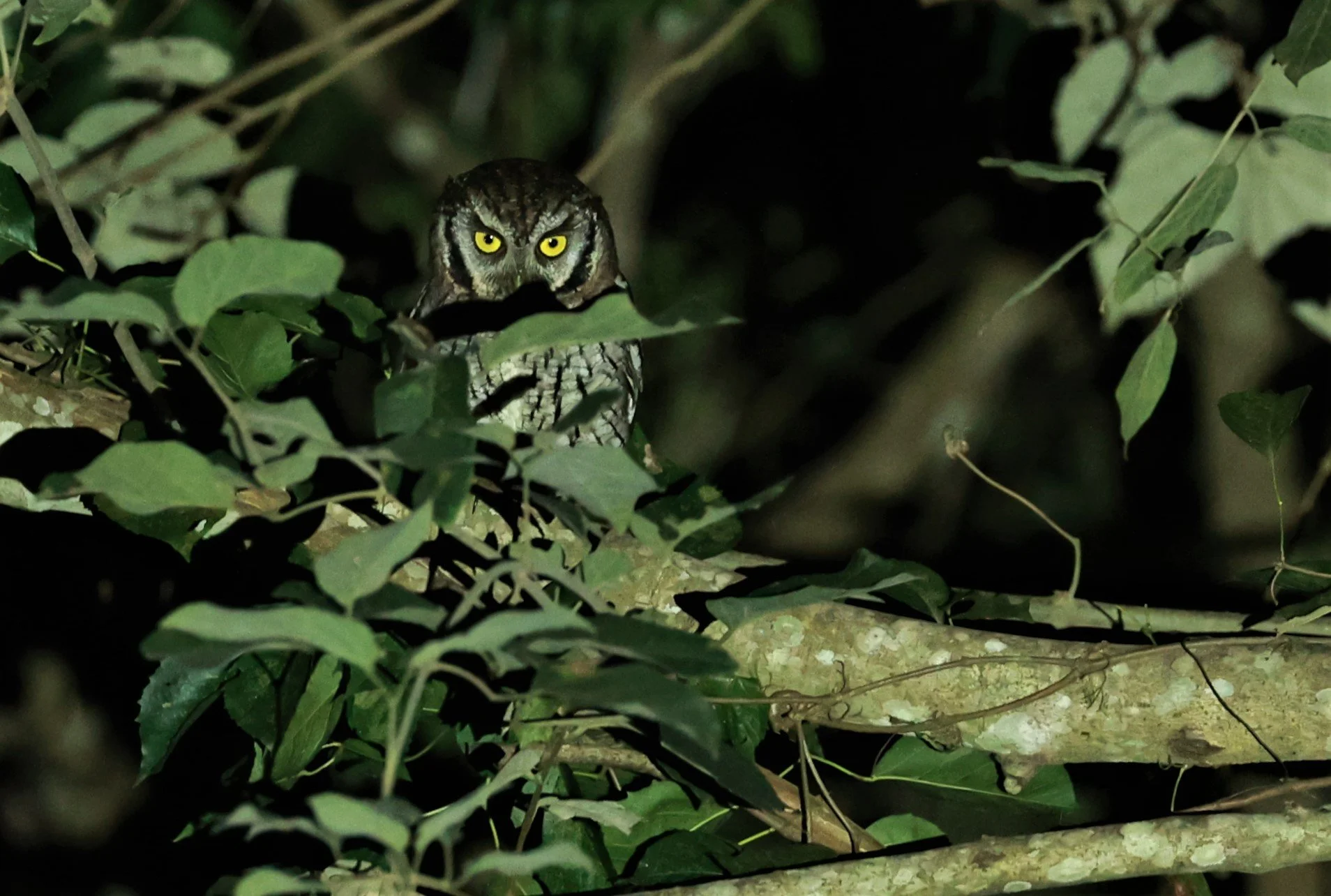 Owl - Tropical Screech Owl - Megascops choliba - Nazare Paulista, Sao Paulo State, Brazil (2).jpg