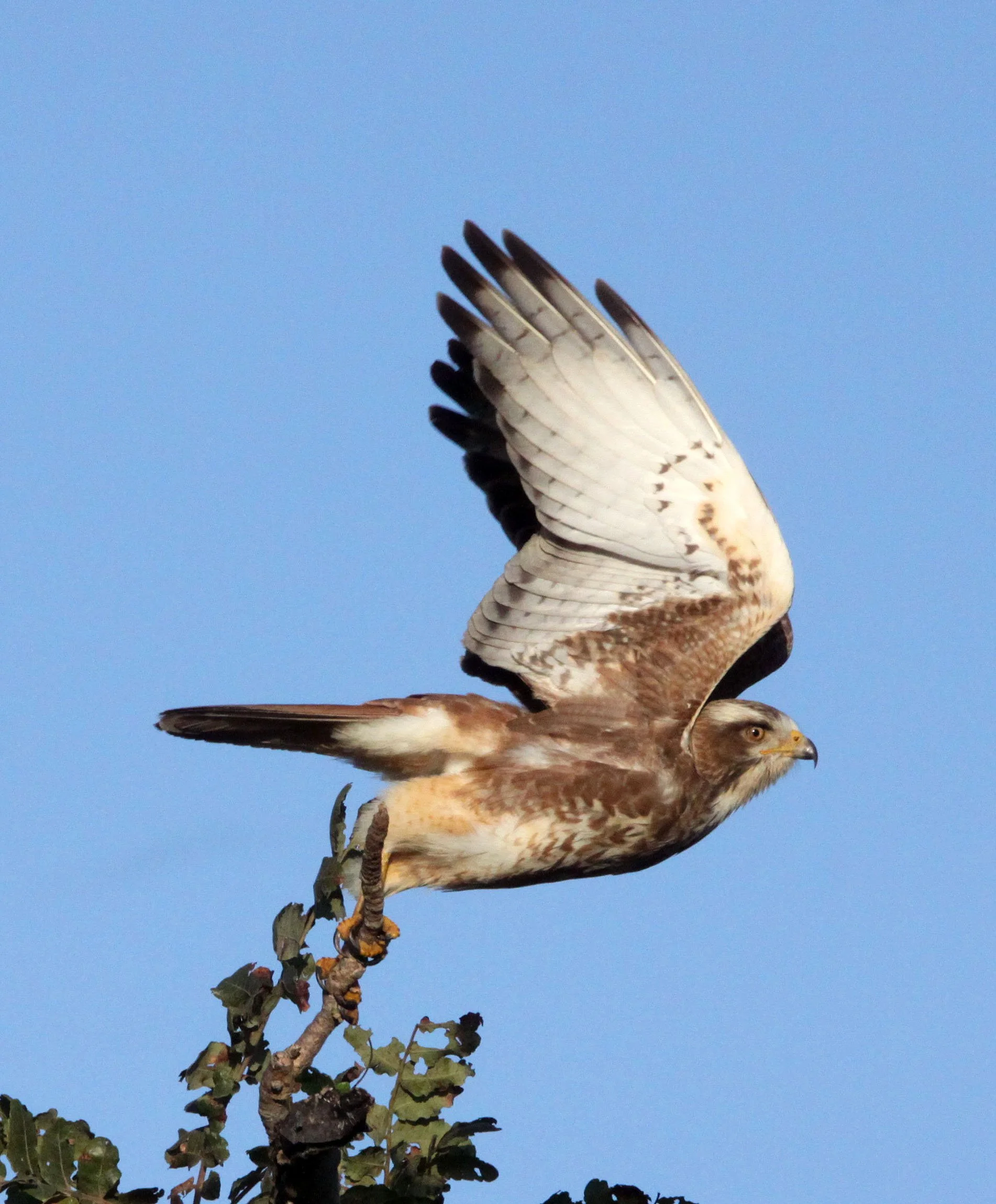 Circaetus gallicus - SHORT-TOED SNAKE EAGLE - GIR FOREST GUJARAT INDIA (20).JPG