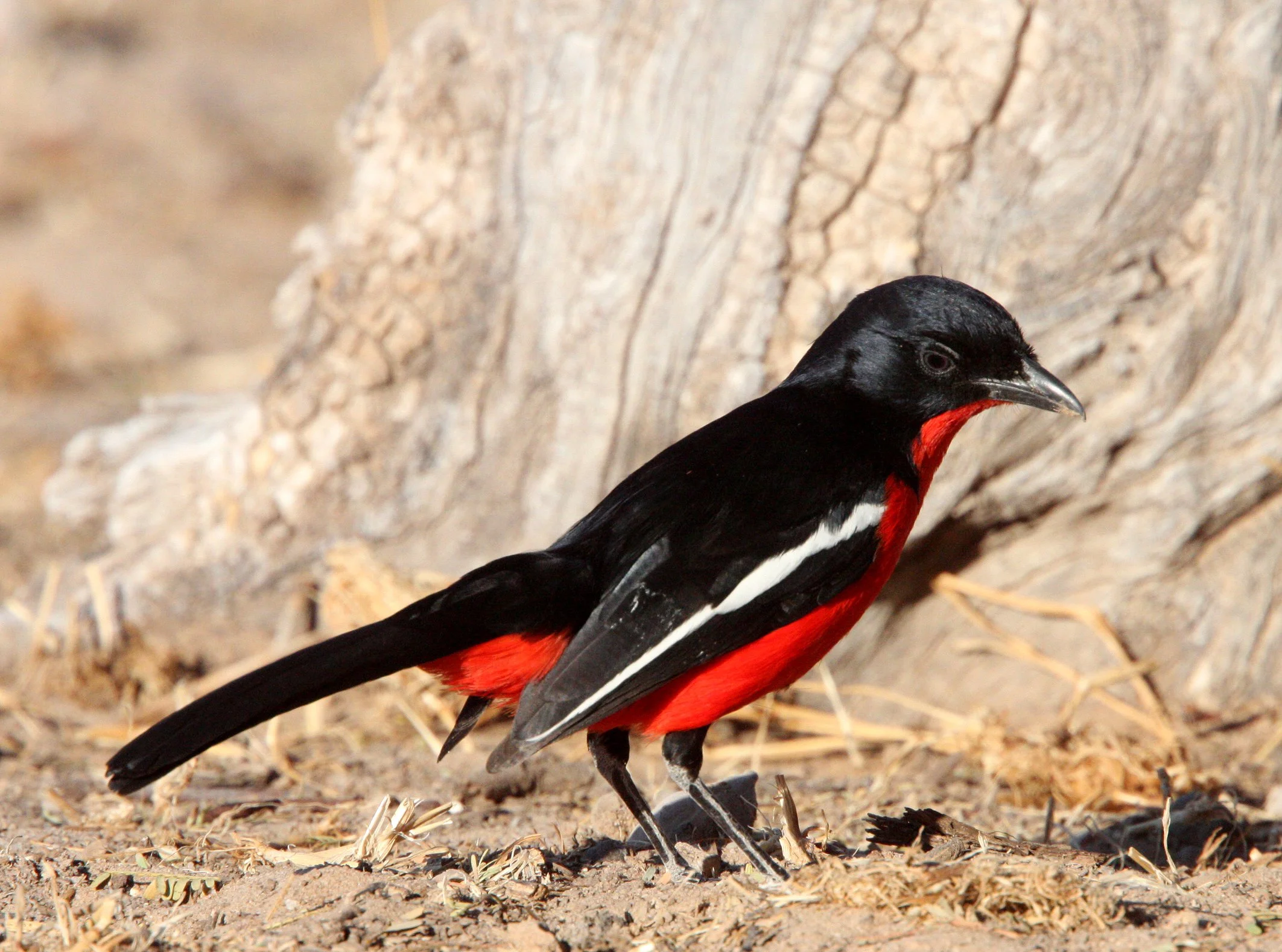 Crimson-breasted Shrike (Laniarius atrococcineus) Kgalagadi NP South Africa (4).JPG