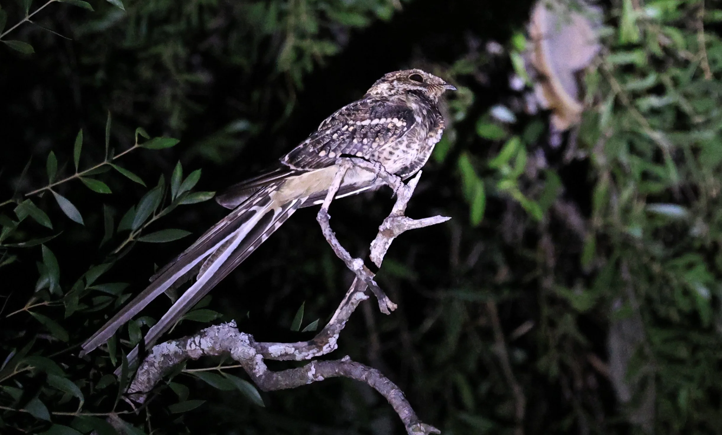 Scissor-tailed Nightjar (Hydropsalis torquata) Agua Dulce Paraguay (13).jpg