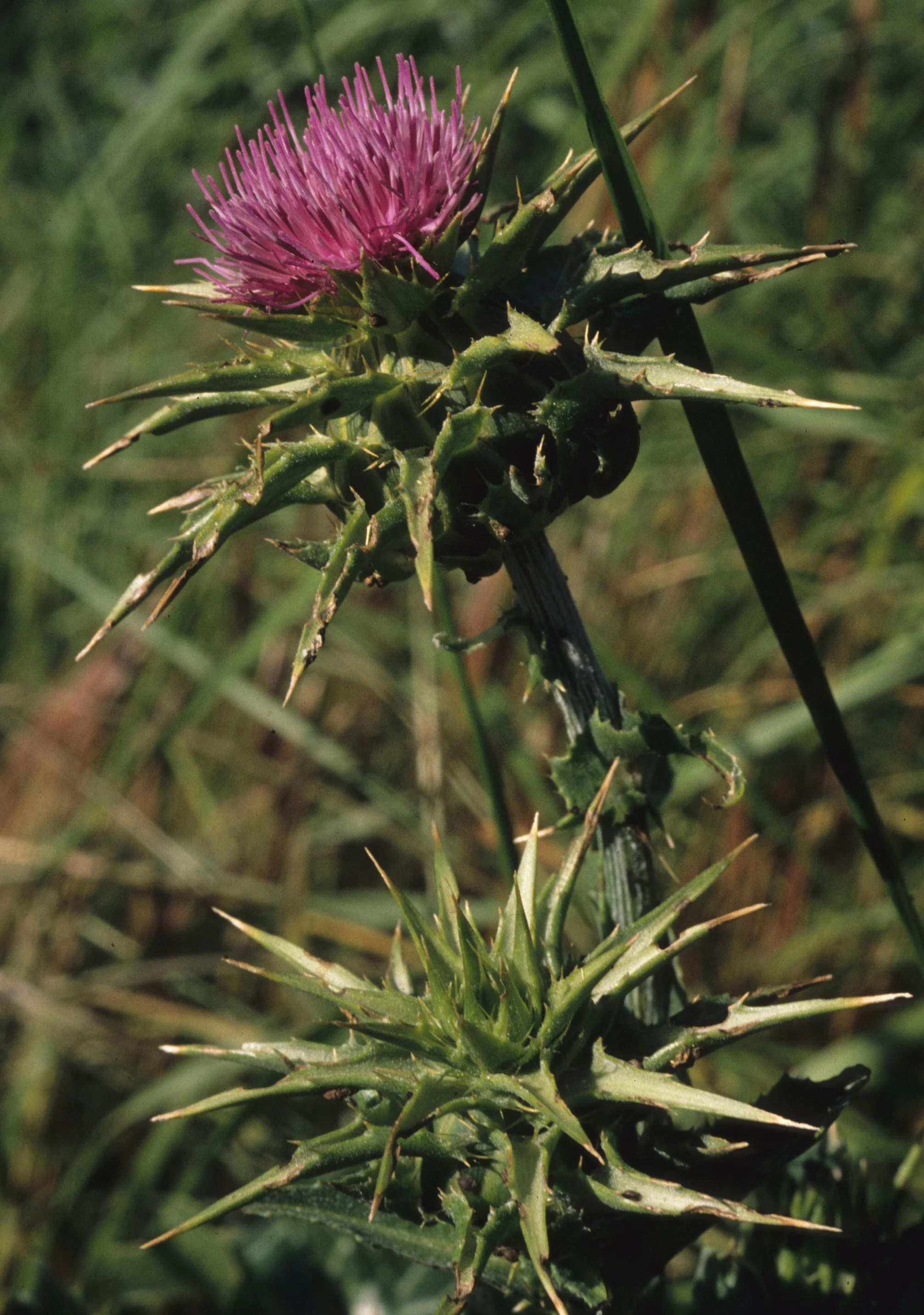 AMERICAN RIVER - SILYBUM MARIANUM - MILK THISTLE.jpg