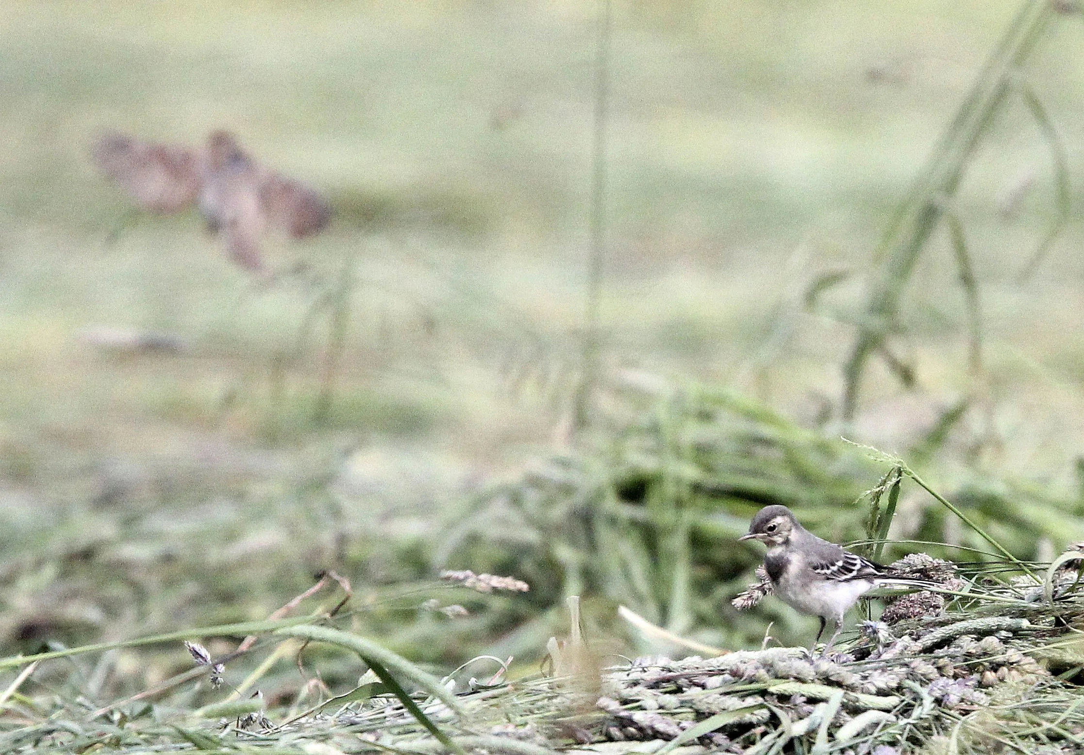 Tawny Pipit (Anthus campestris) STELVIO NATIONAL PARK ITALY - SAN VALENTINO ALLA MUTA (21).JPG