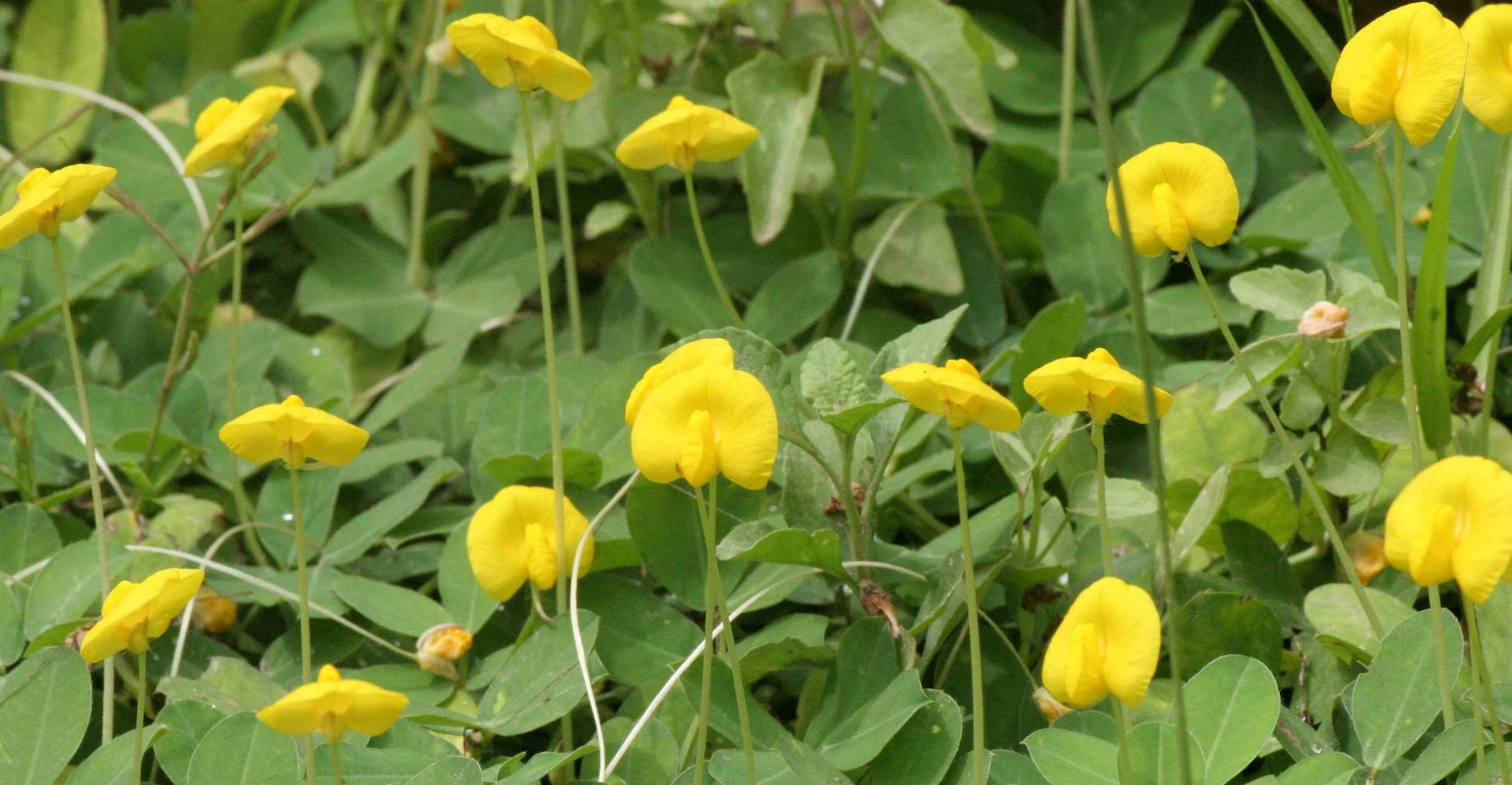 TABIN WILDLIFE RESERVE BORNEO - YELLOW FLOWER SPECIES.JPG