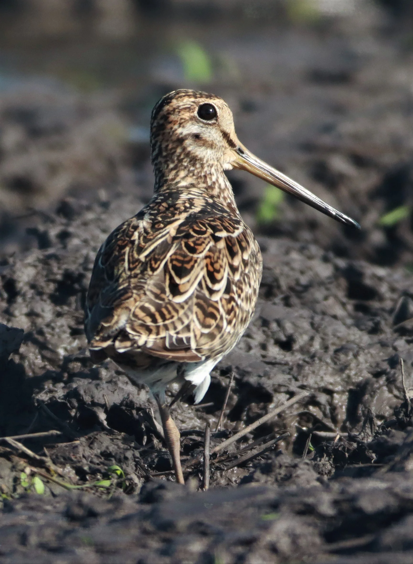 SNIPE - PINTAIL SNIPE - Gallinago stenura - PATHUM THANI RICE RESEARCH CENTER AUGUST 24 2021 (41).jpg