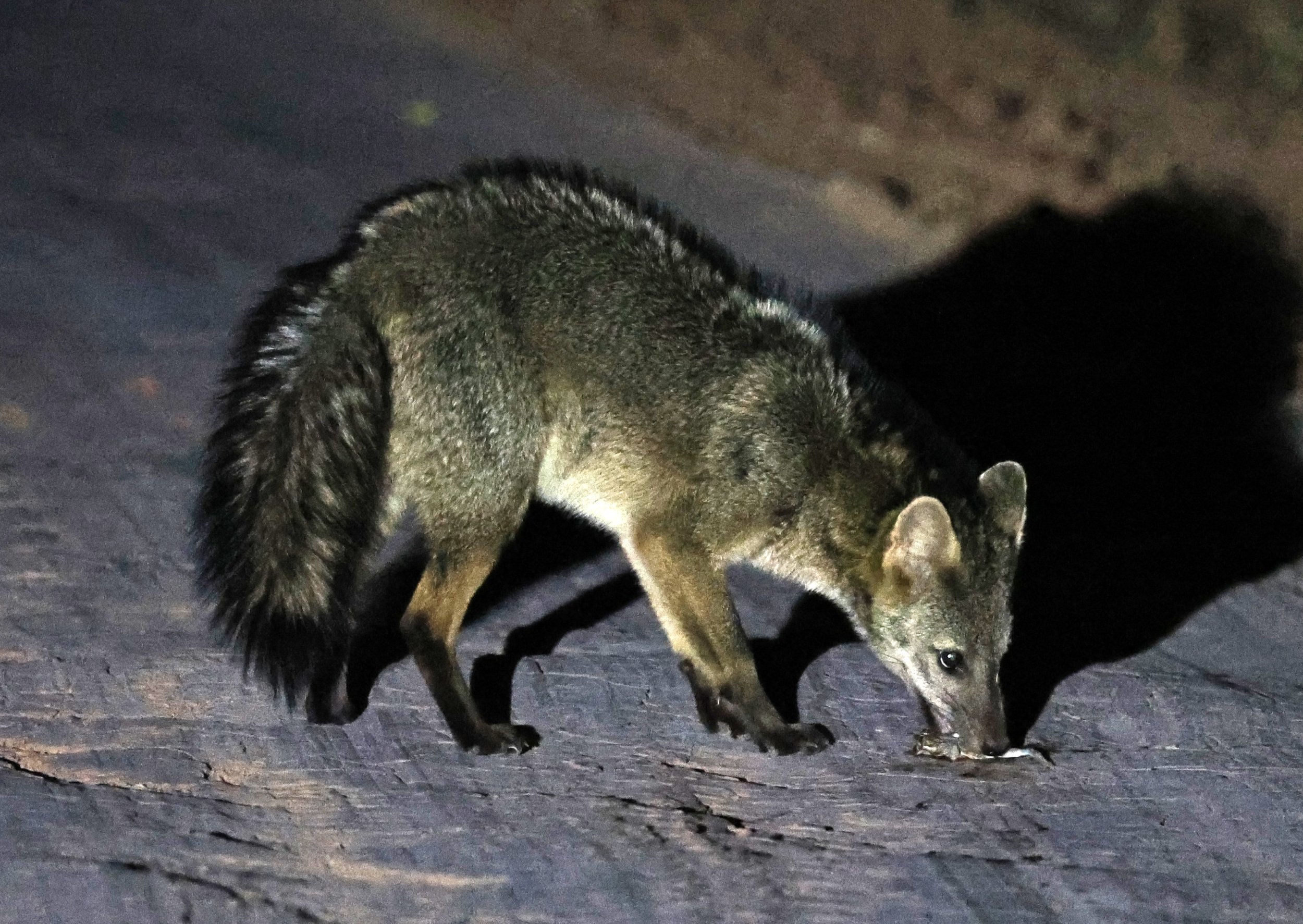 Crab-eating Fox (Cerdocyon thous) Agua Dulce Paraguay (14).jpg